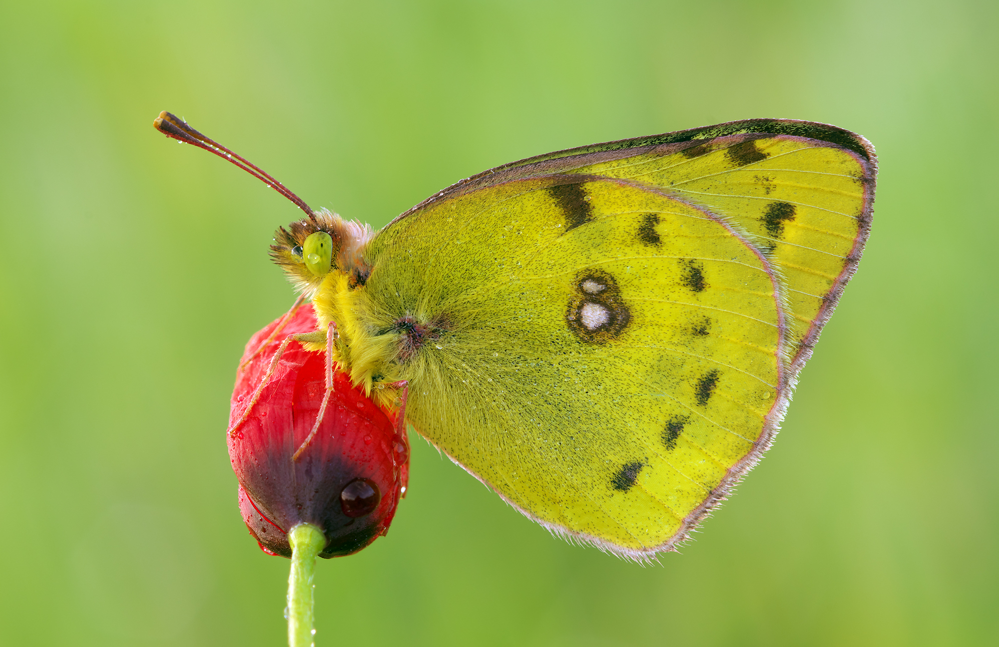 Colias hyale