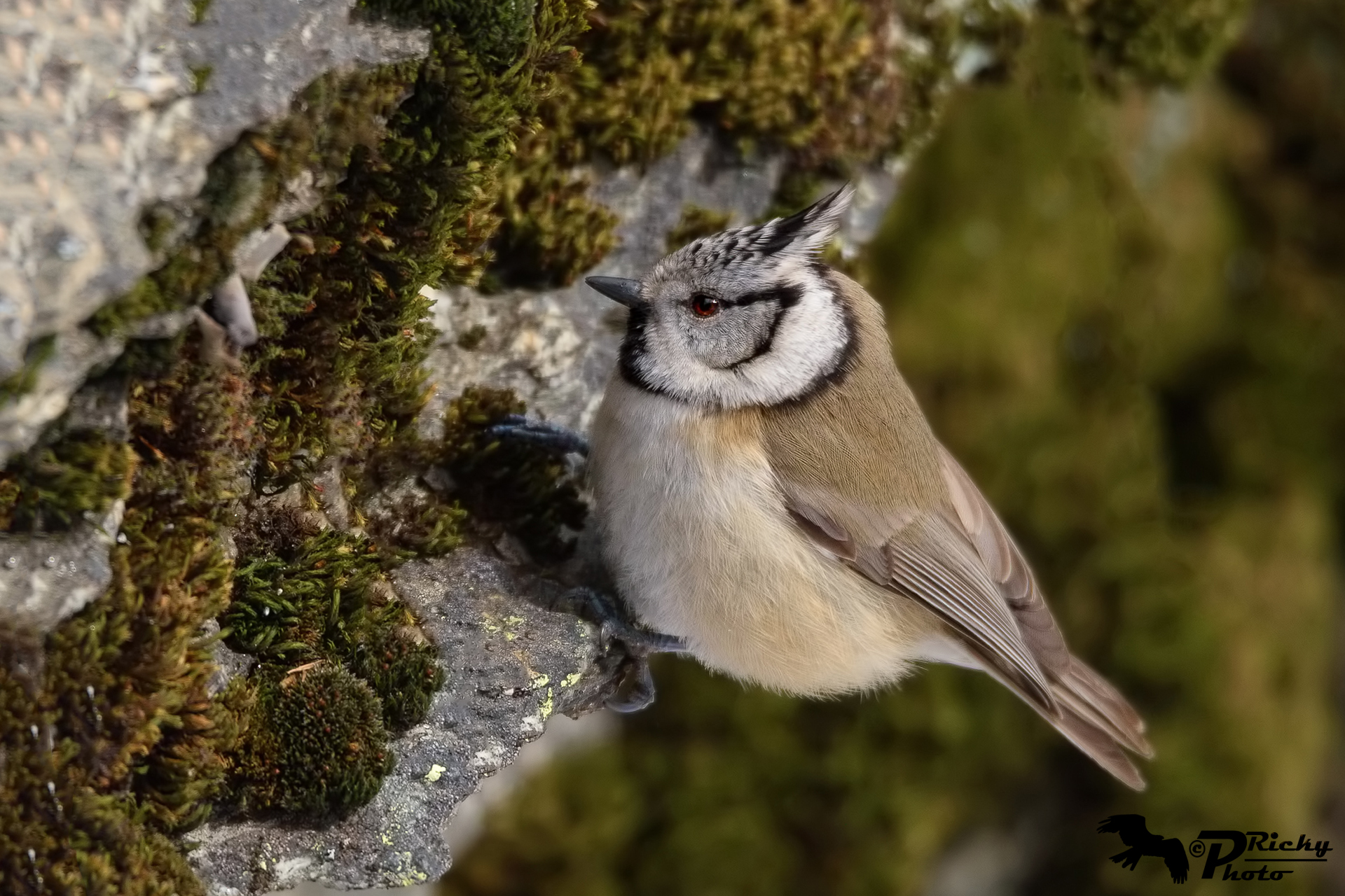 Crested Tit