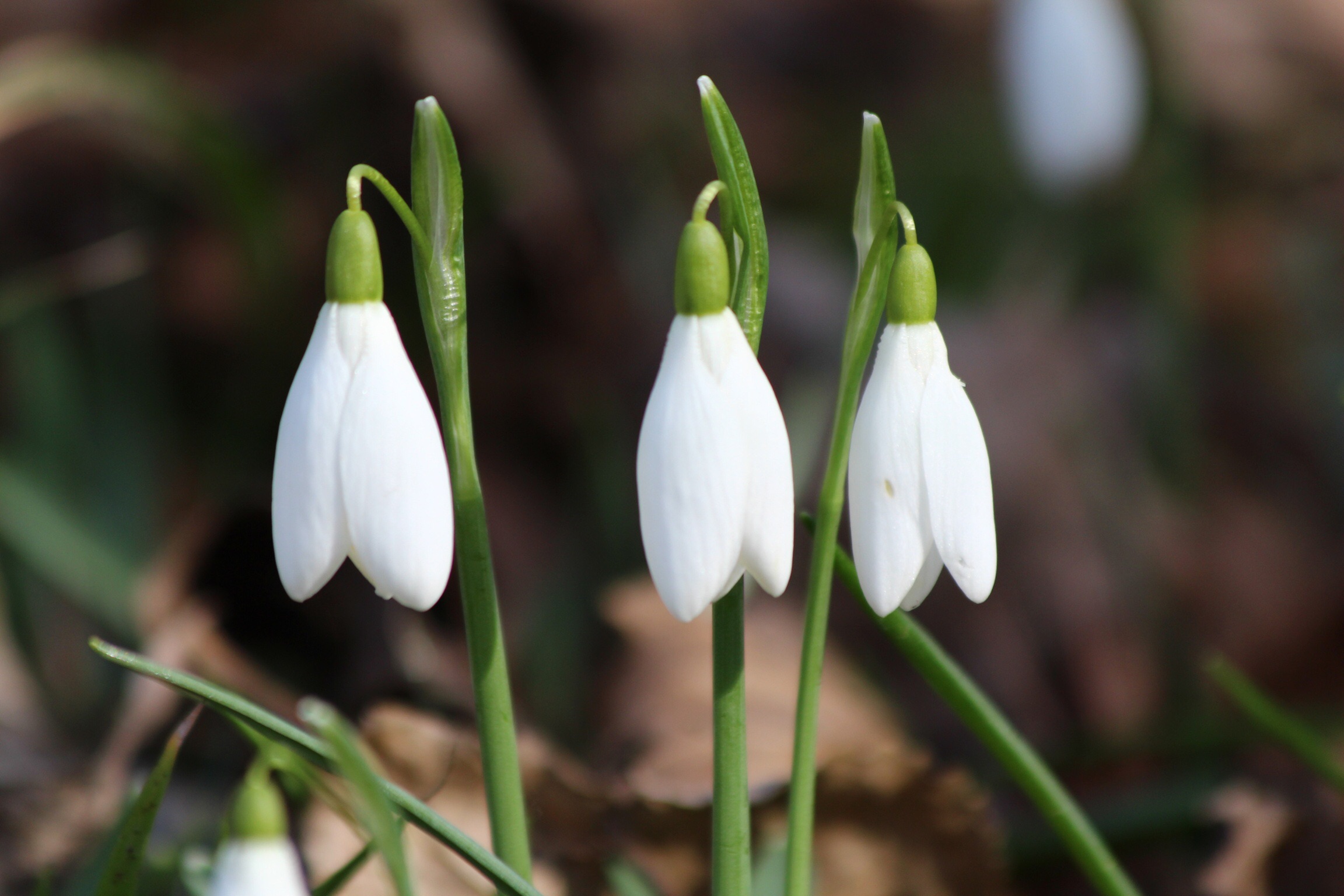 Snowdrop
