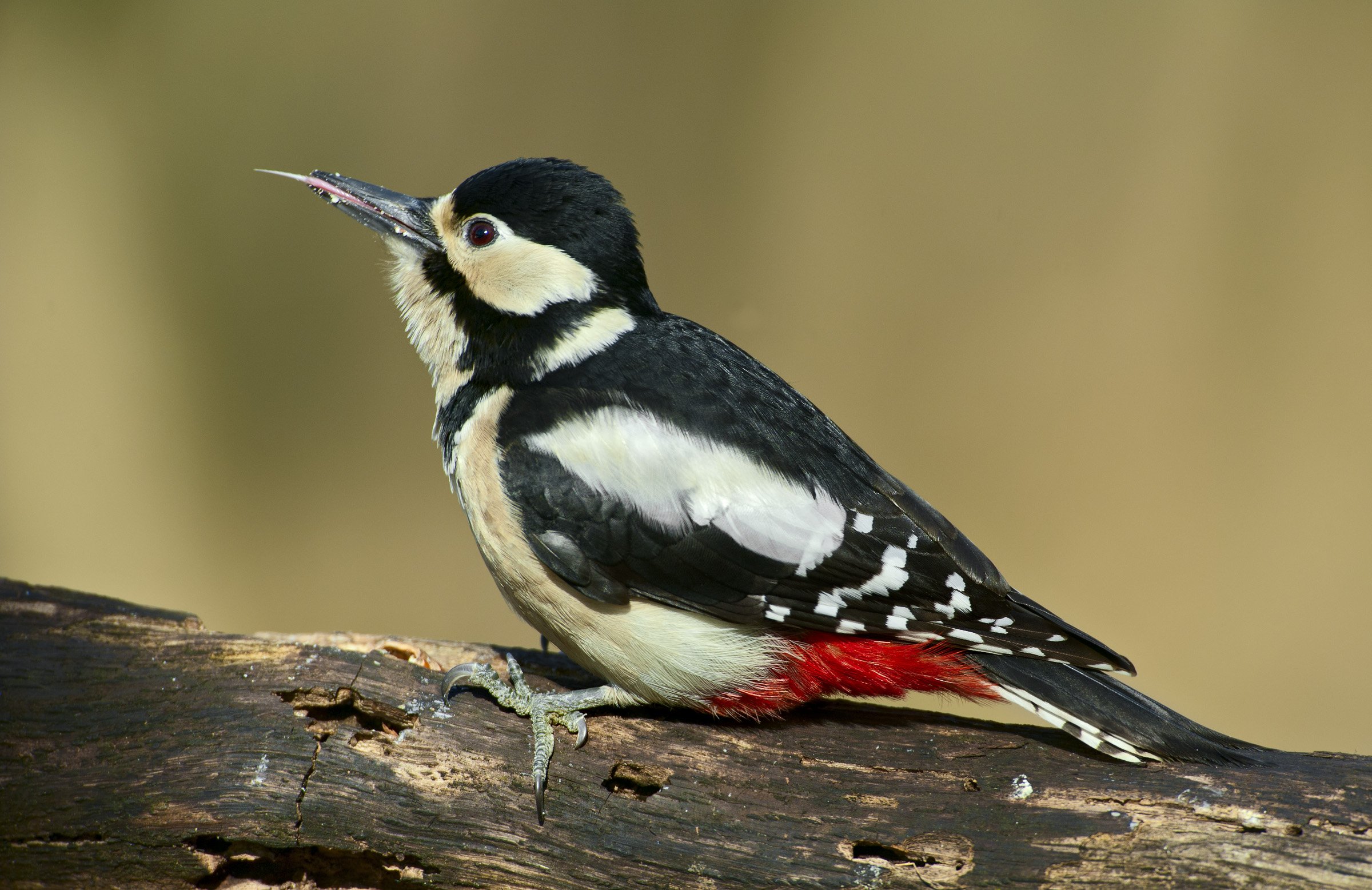 Dendrocopos major (picchio rosso maggiore)