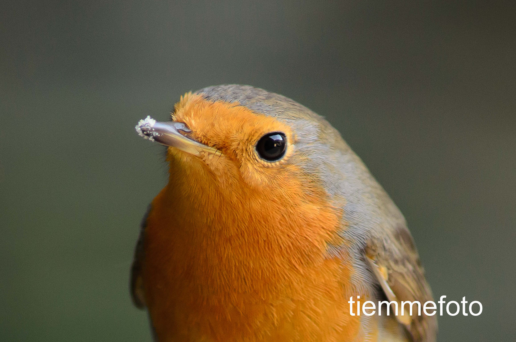 Pettirosso dopo l' abbuffata