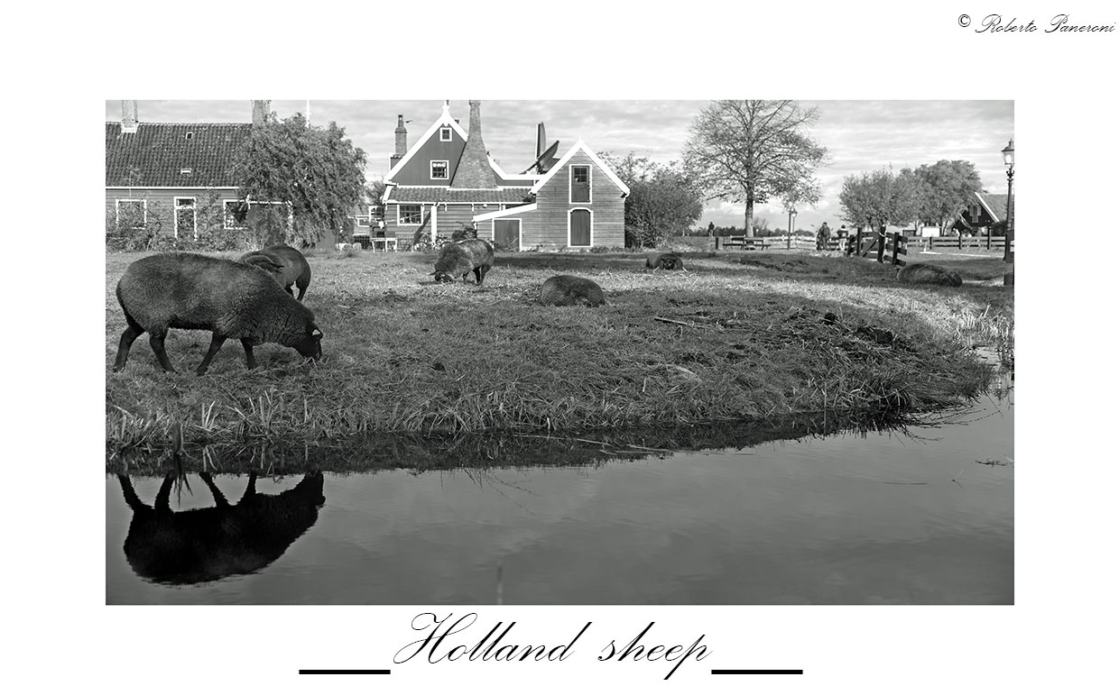 Holland sheep