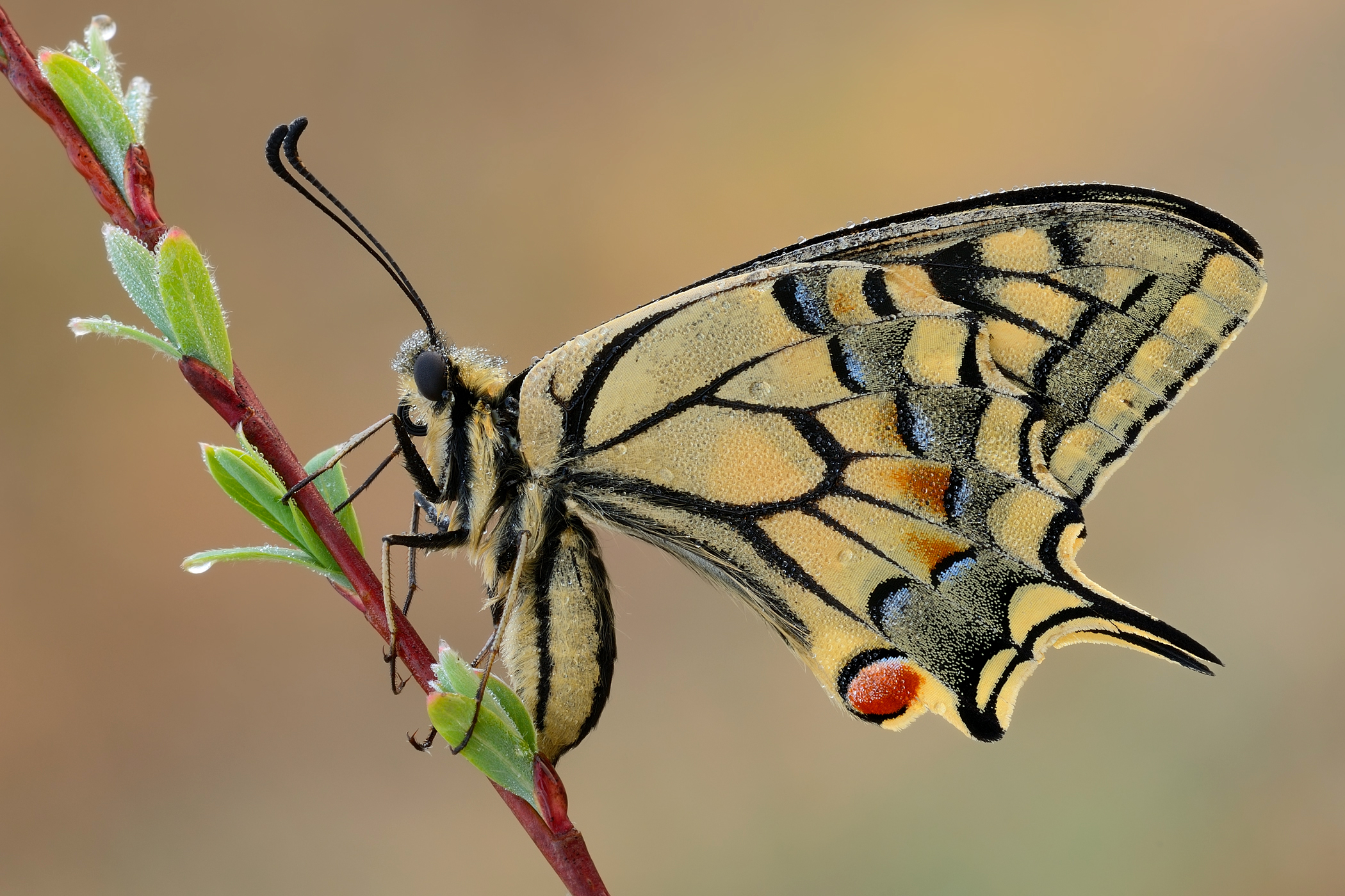 Machaon of March