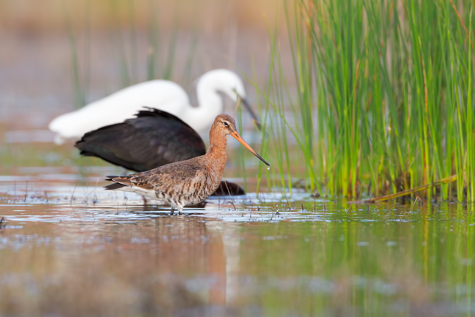 Pittima reale, mignattaio e garzetta