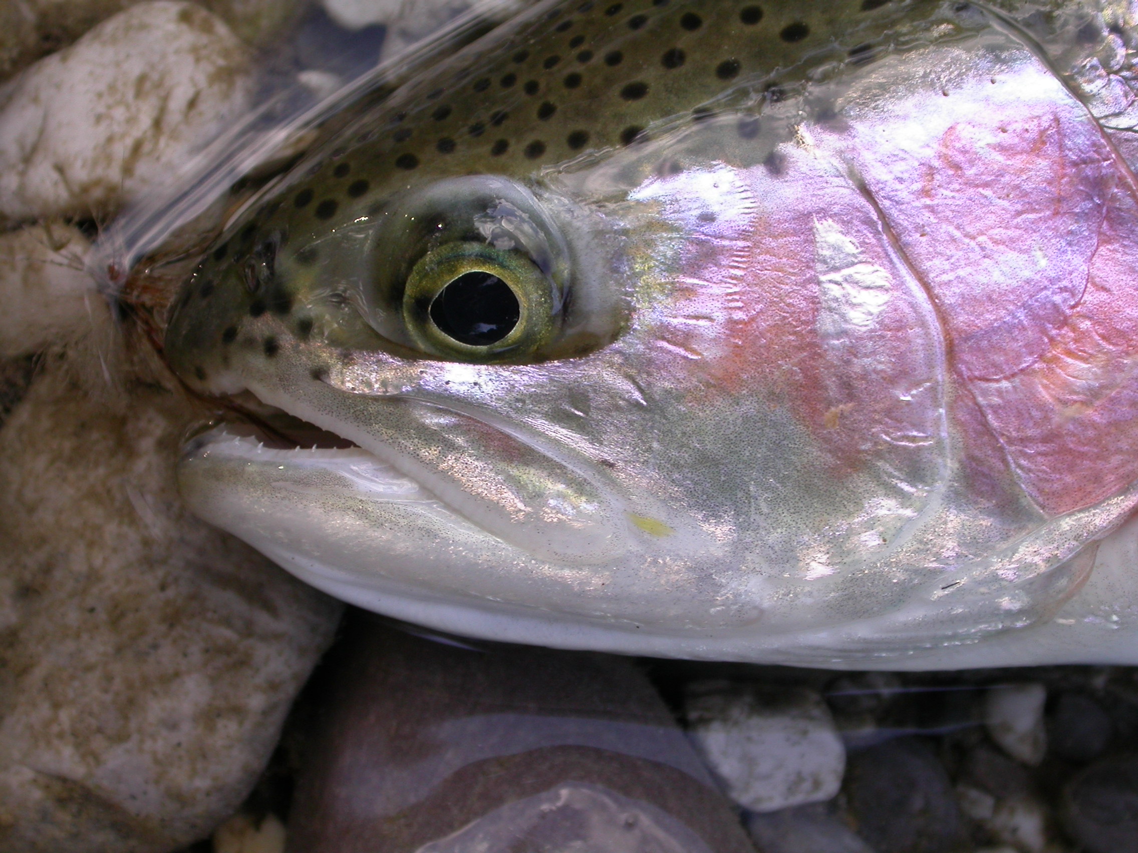 quiet ... catch and release