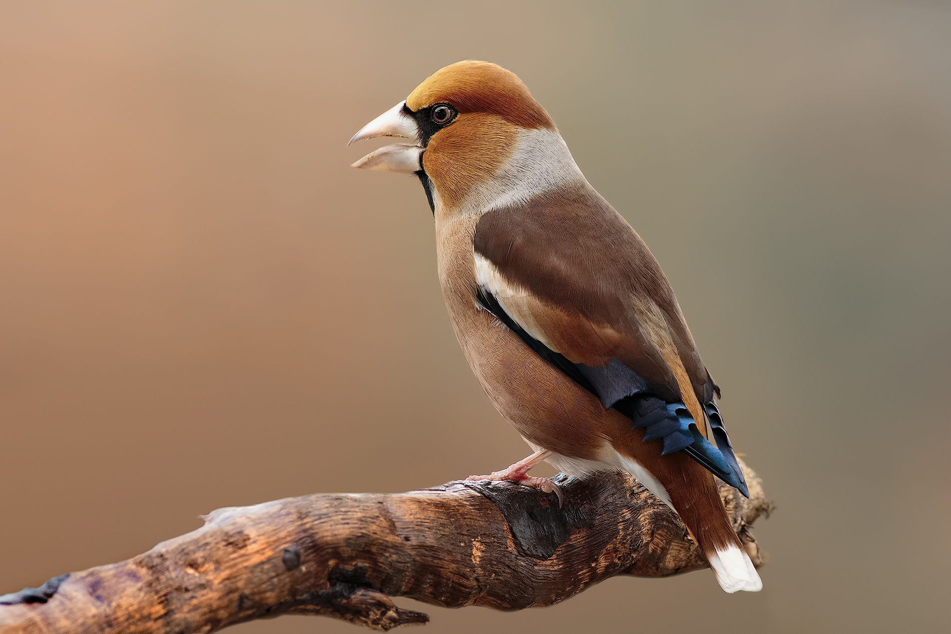 Gastone il Frosone.. :-)