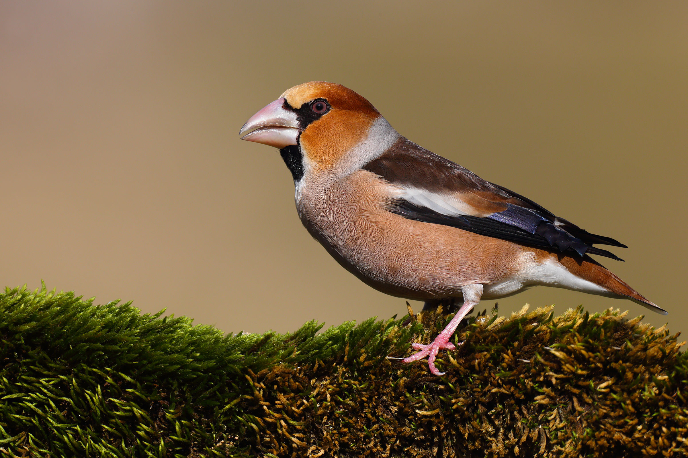 Hawfinch