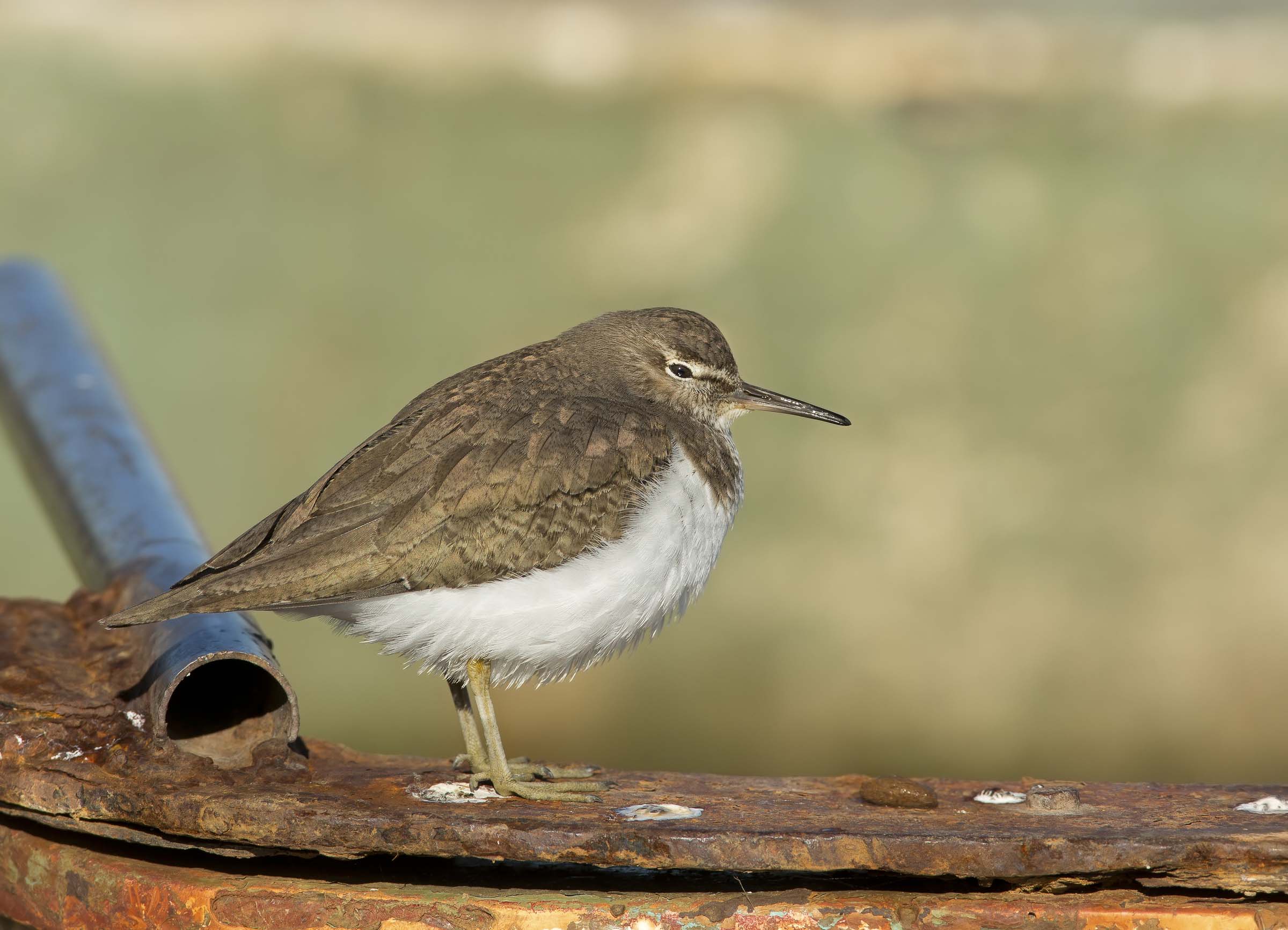 min ci pappara s'invidia(mi rode l'invidia)...