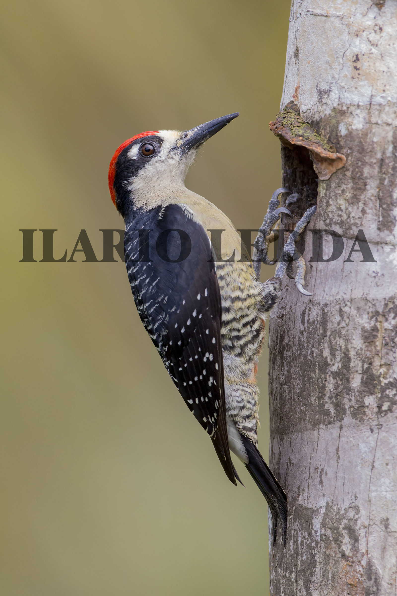 black-cheeked woodpecker1