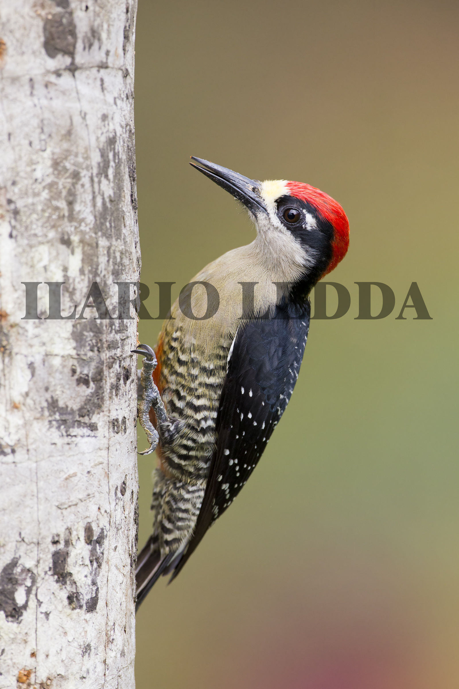 black-cheeked woodpecker2