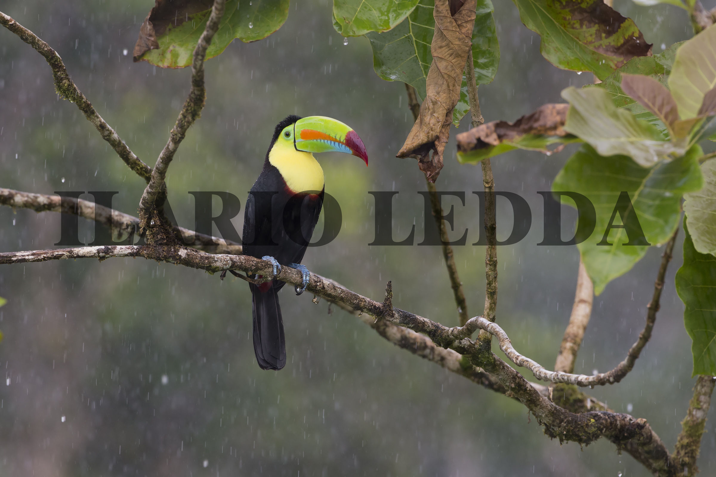 keel-billed toucan