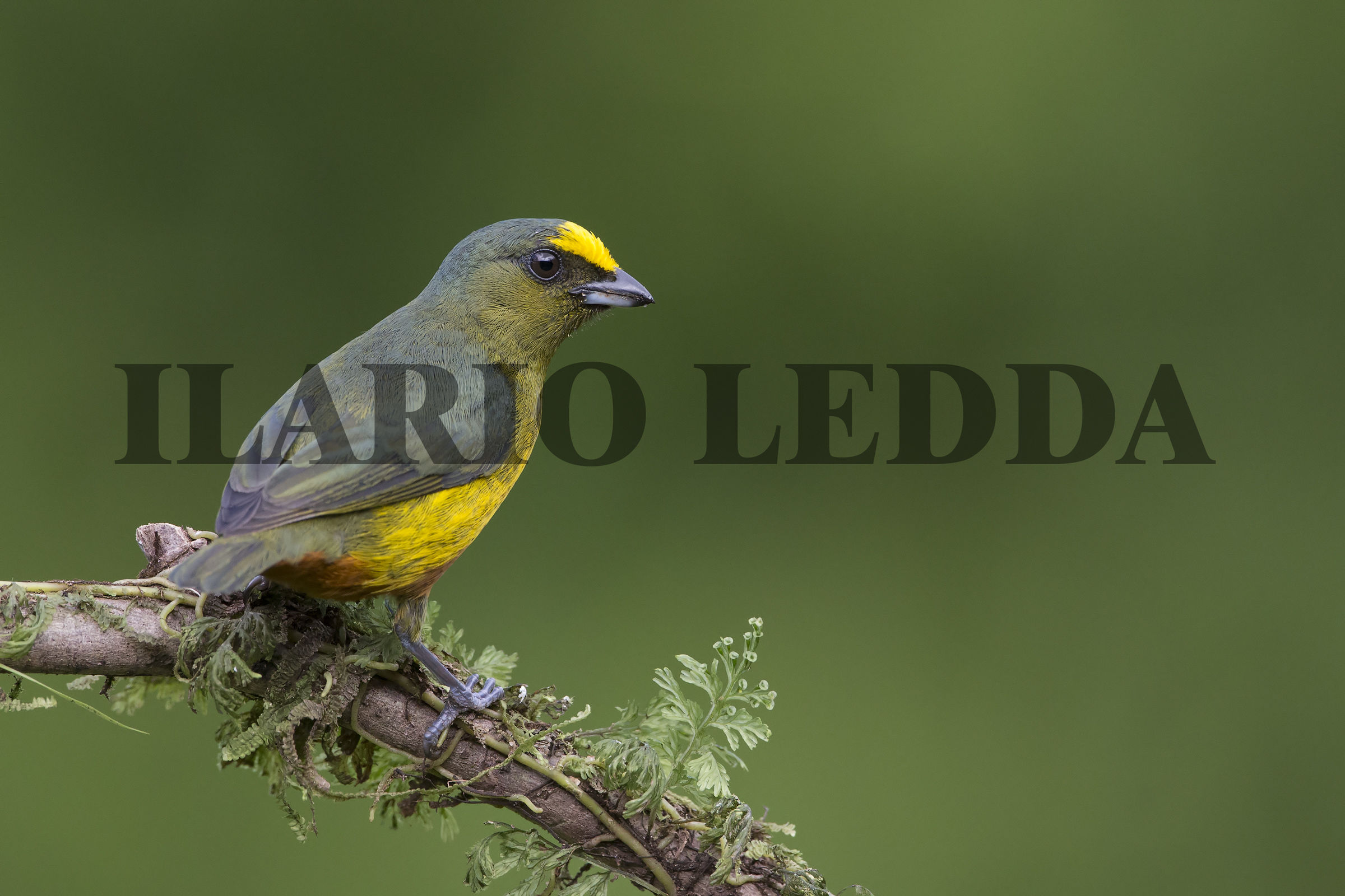 olive-backed euphonia