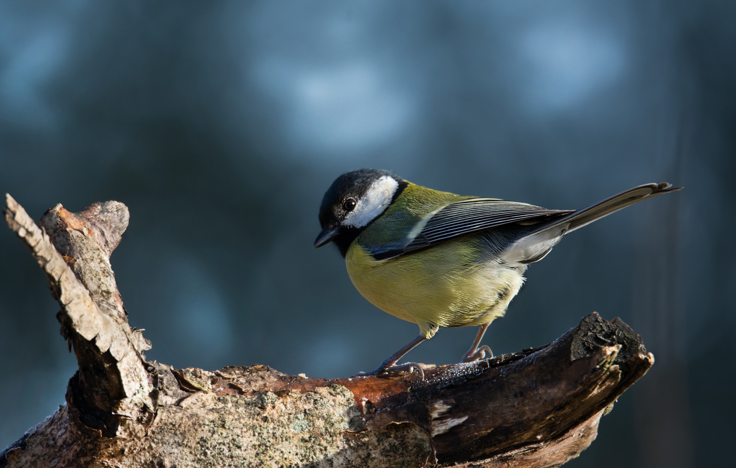 Great Tit