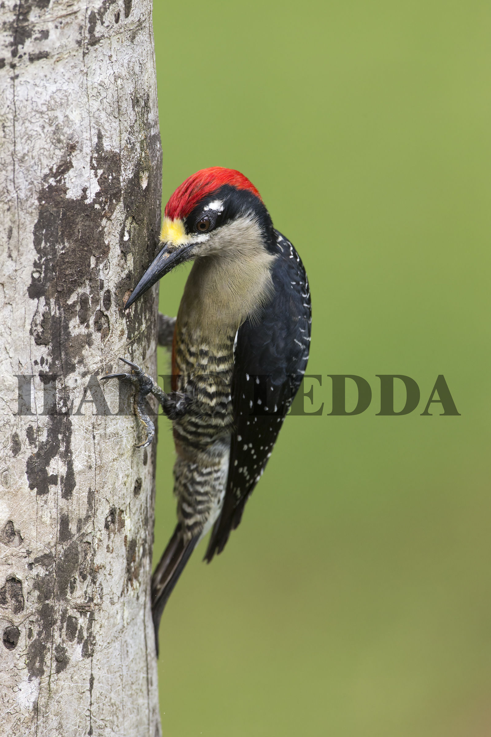 black-cheeked woodpecker3