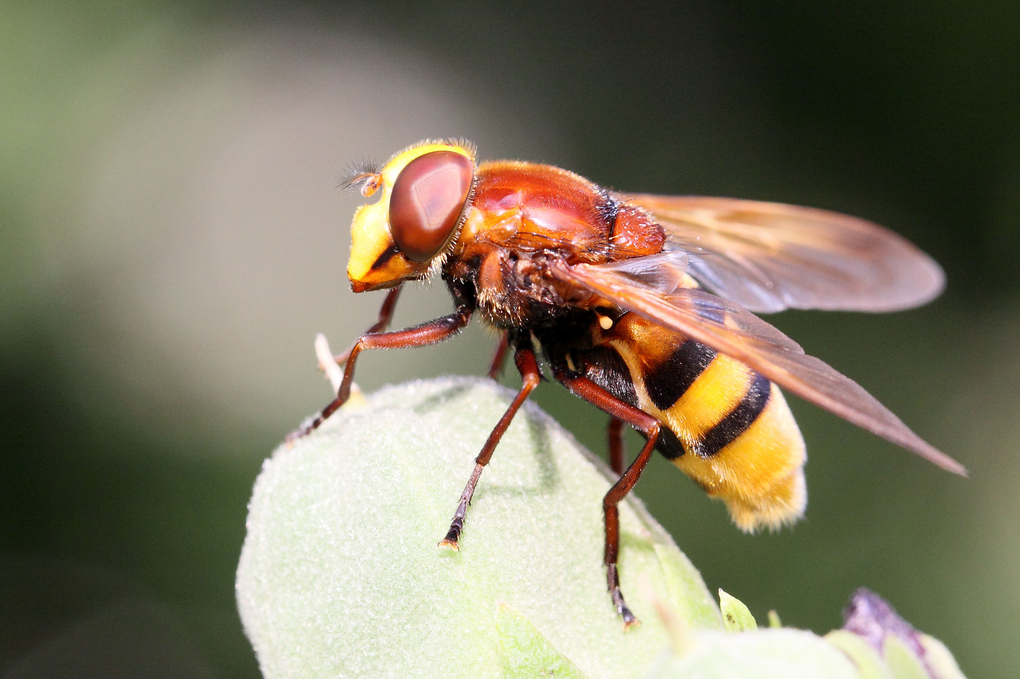 Volucella zonaria