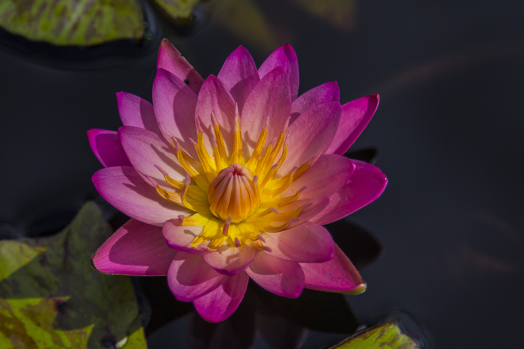 Water Lilly