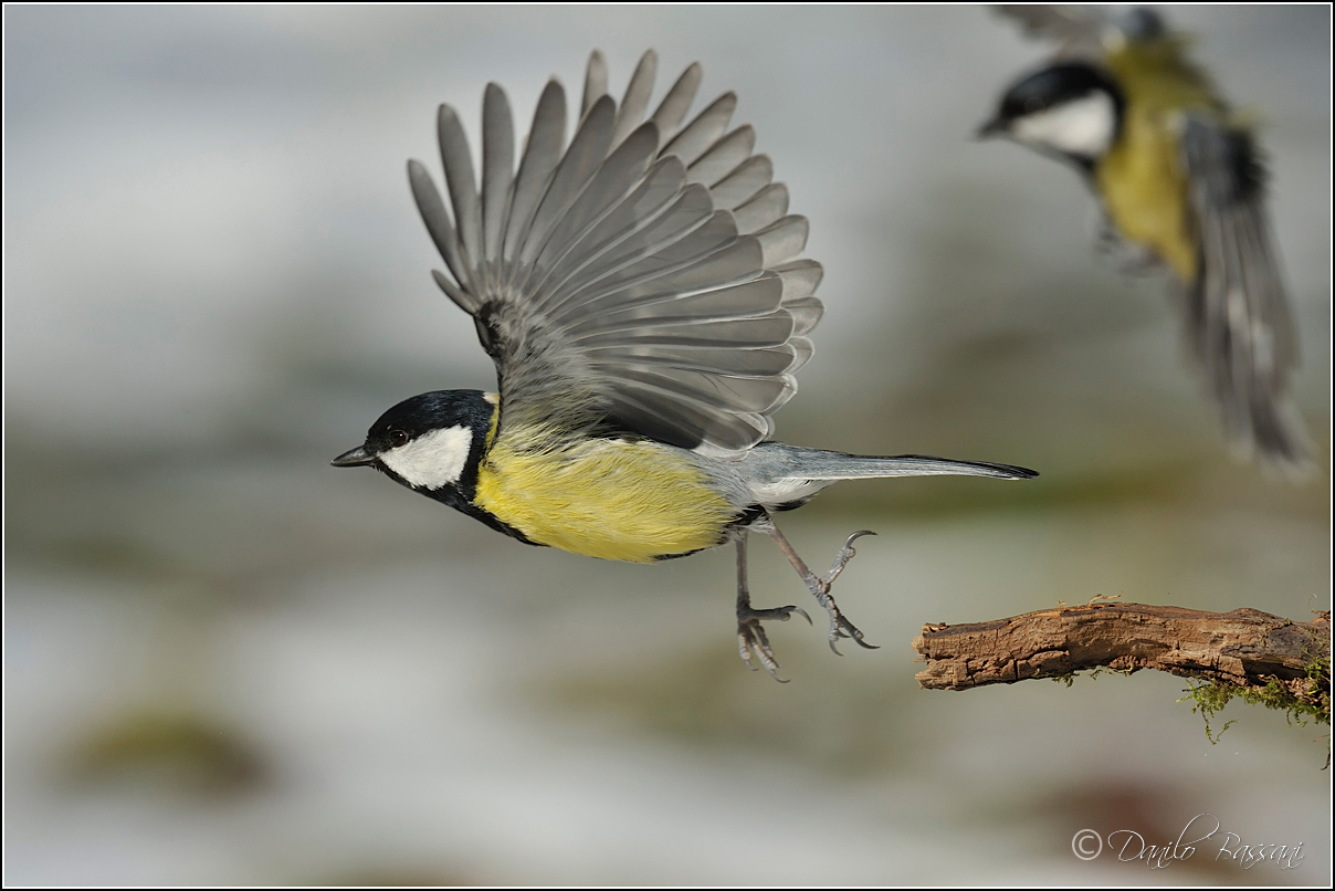 Attentive to the shoulders