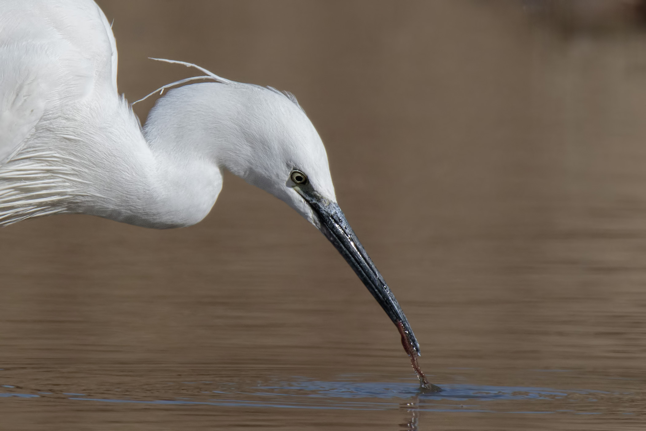 Little Egret