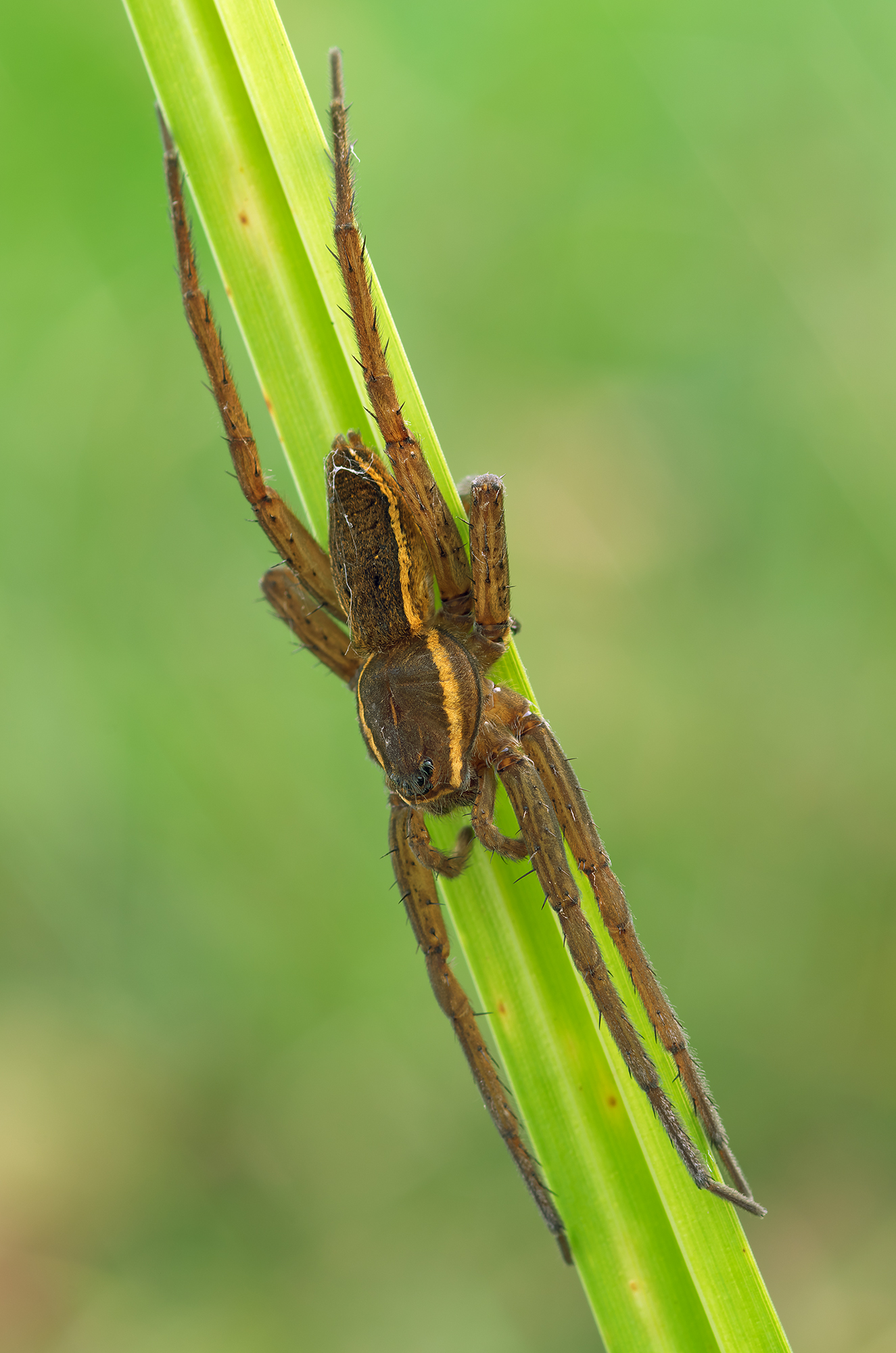 Dolomedes
