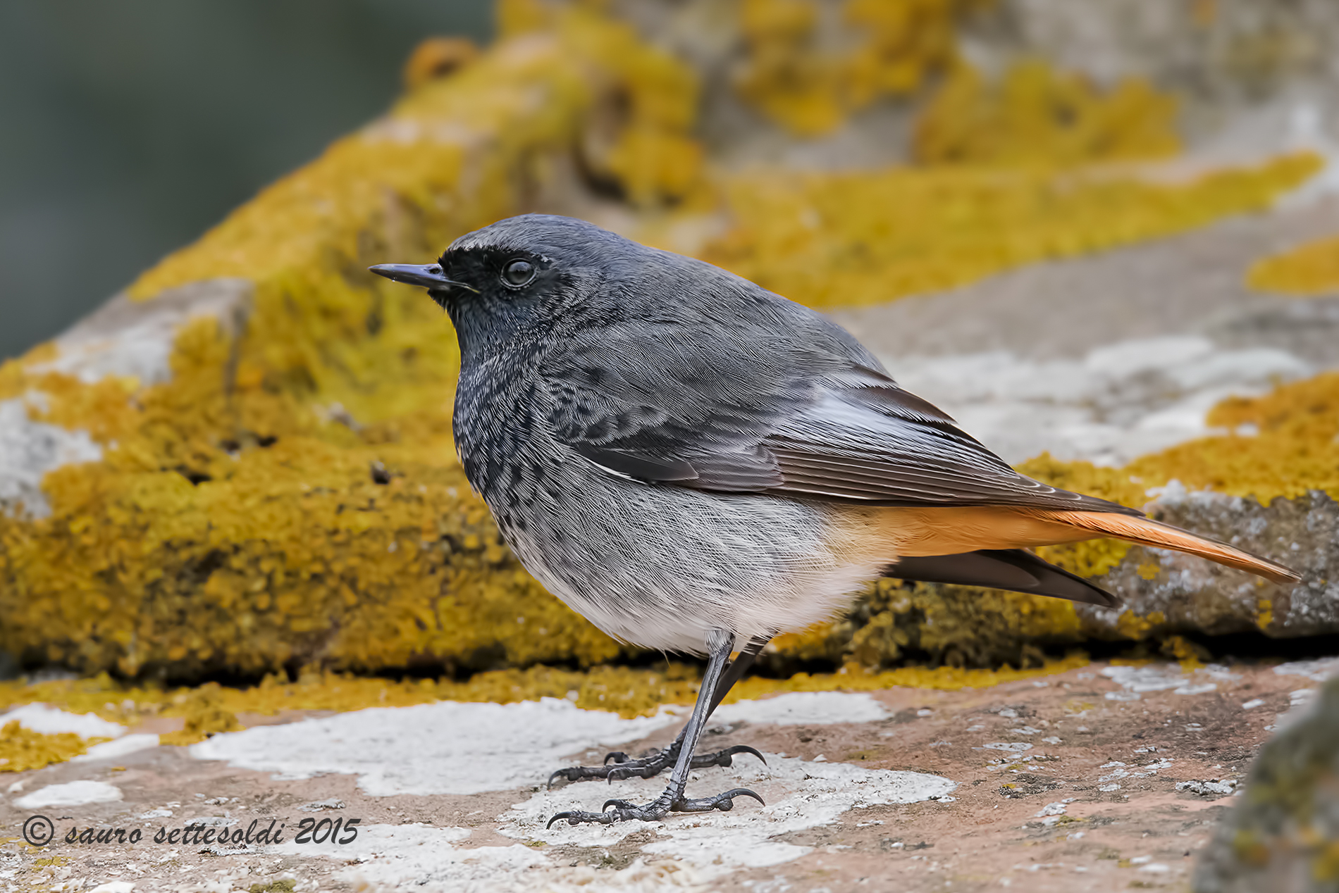 Codirosso confidente