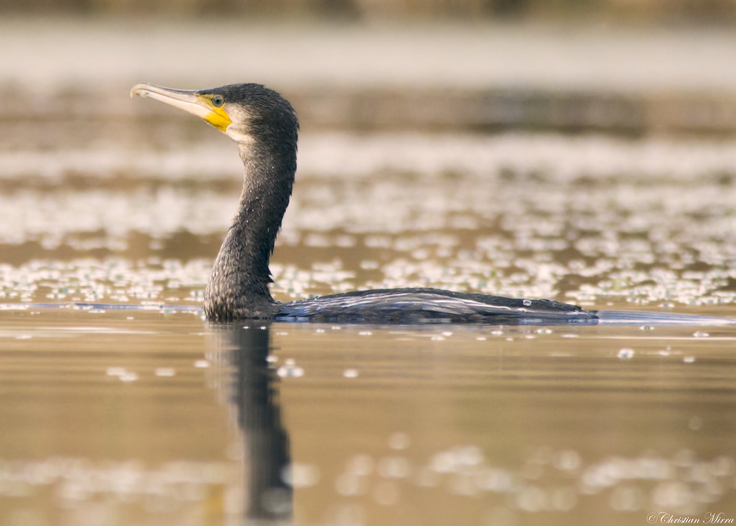 Cormorant in relaxation ..