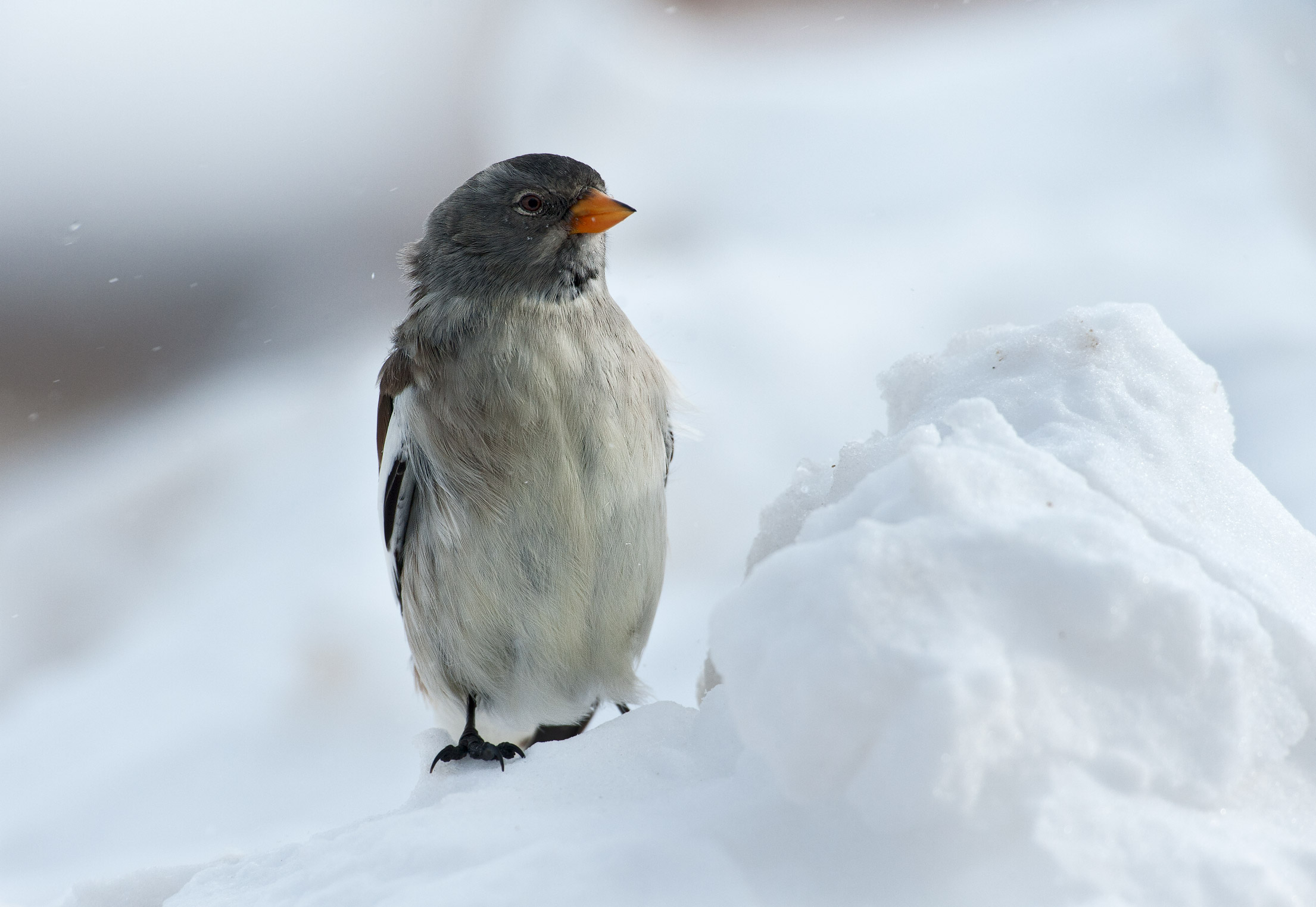 Finch (Montifringilla nivalis)