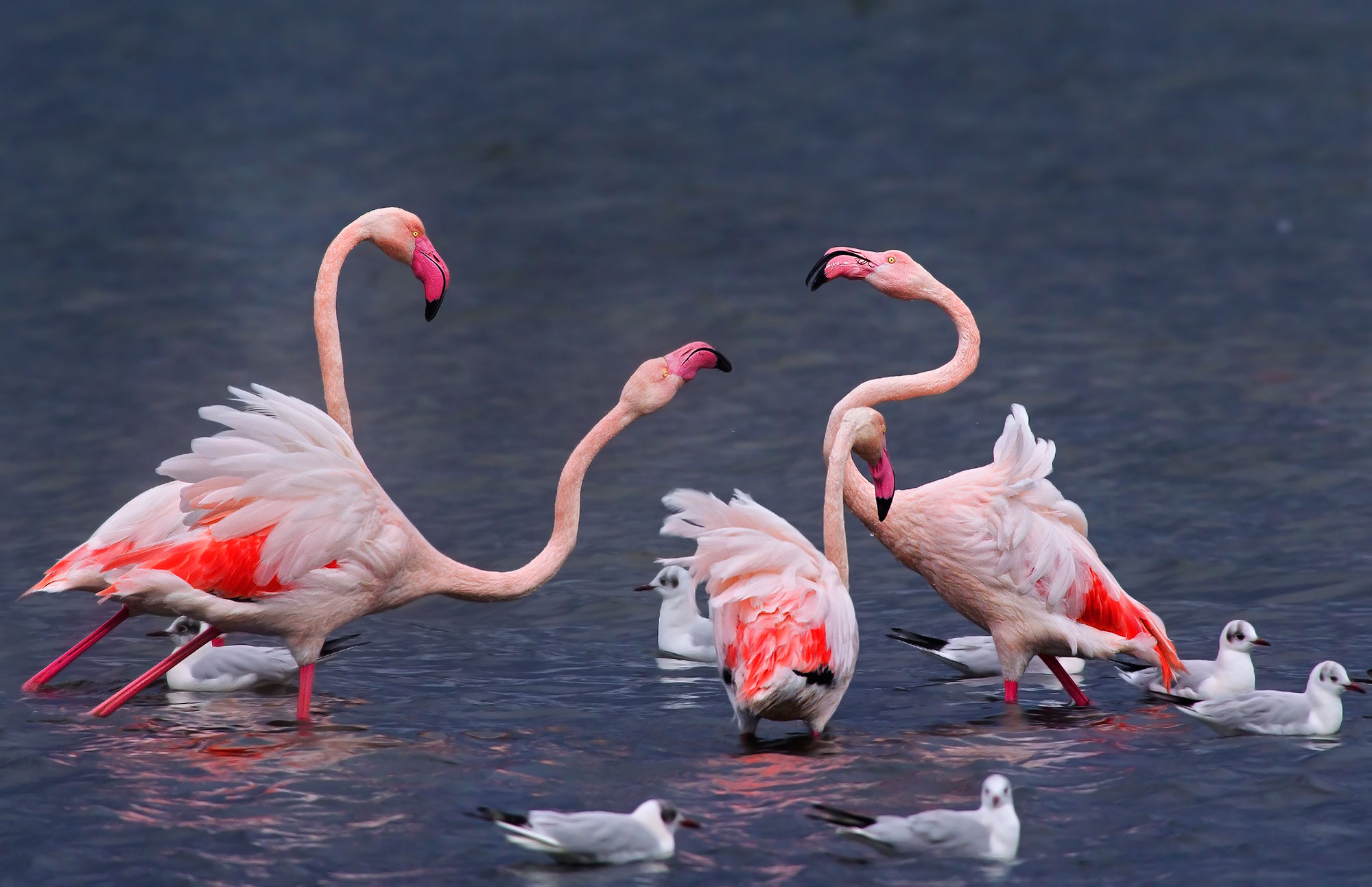 Quarrels in the lagoon, Orbetello