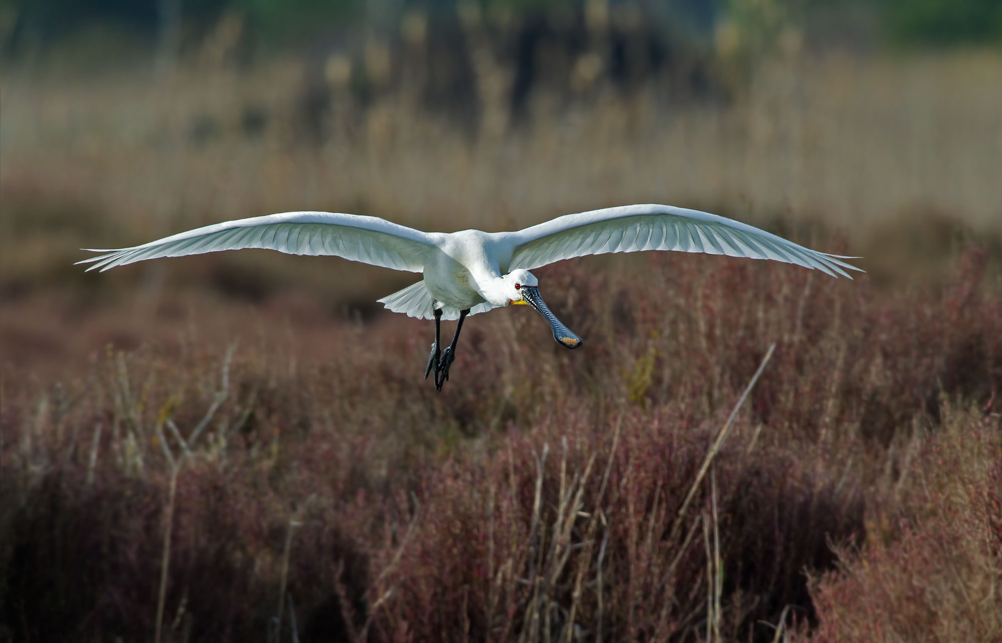 The flight of the spatula