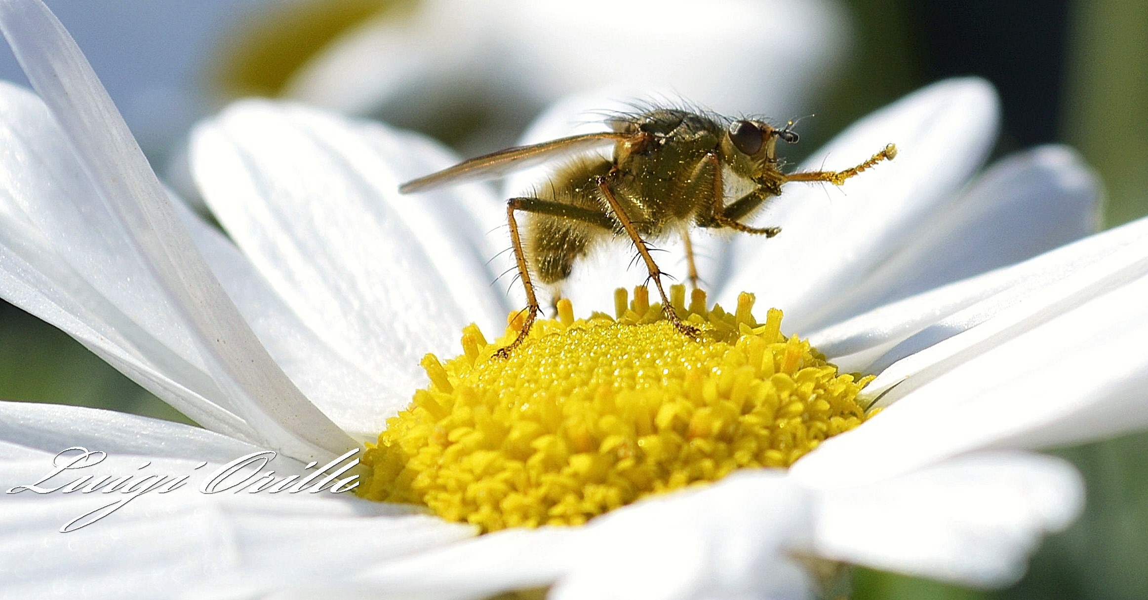Ci sono fiori dappertutto per chi è capace di vederli...