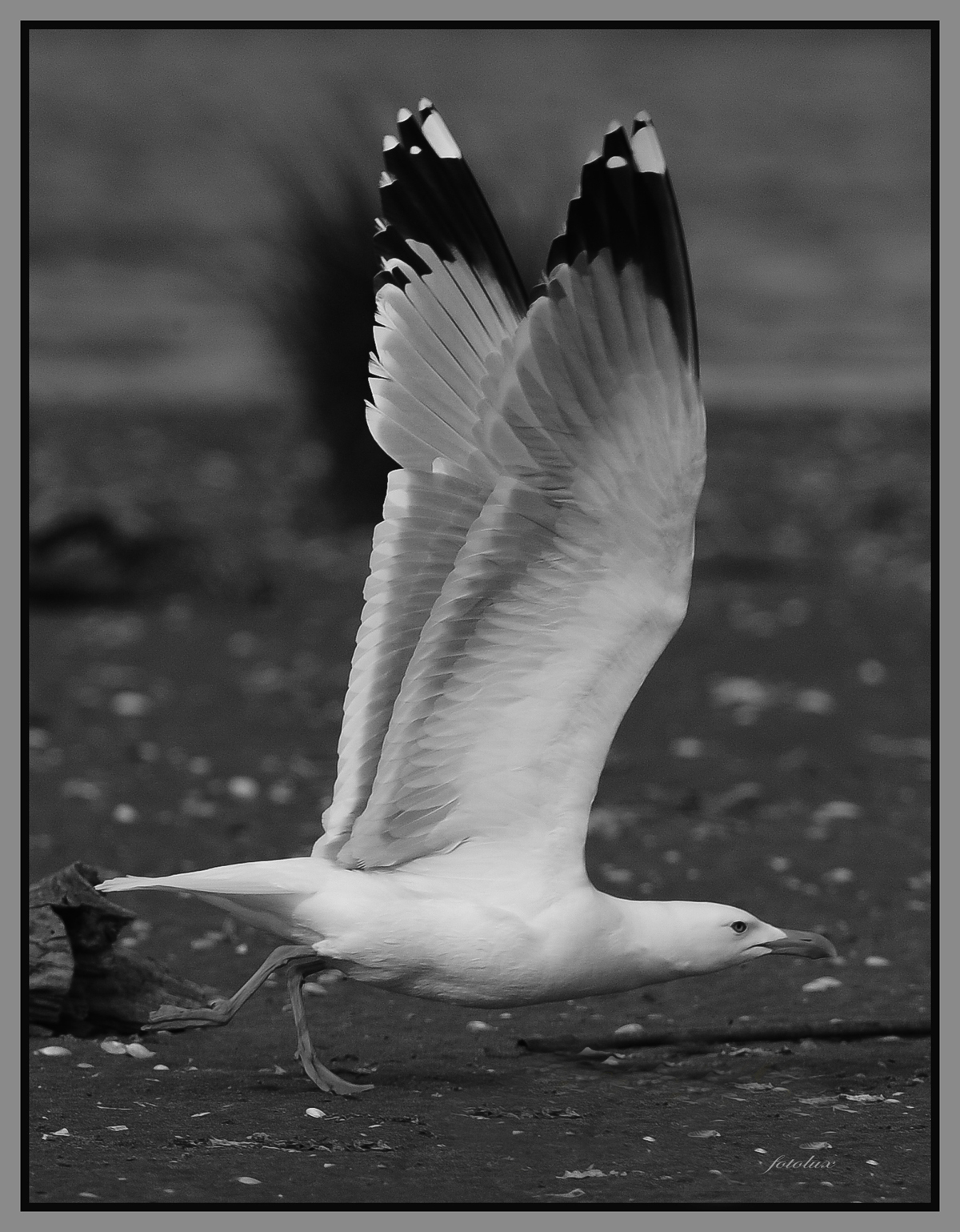 gabbiano in volo / Delta del Po 2014