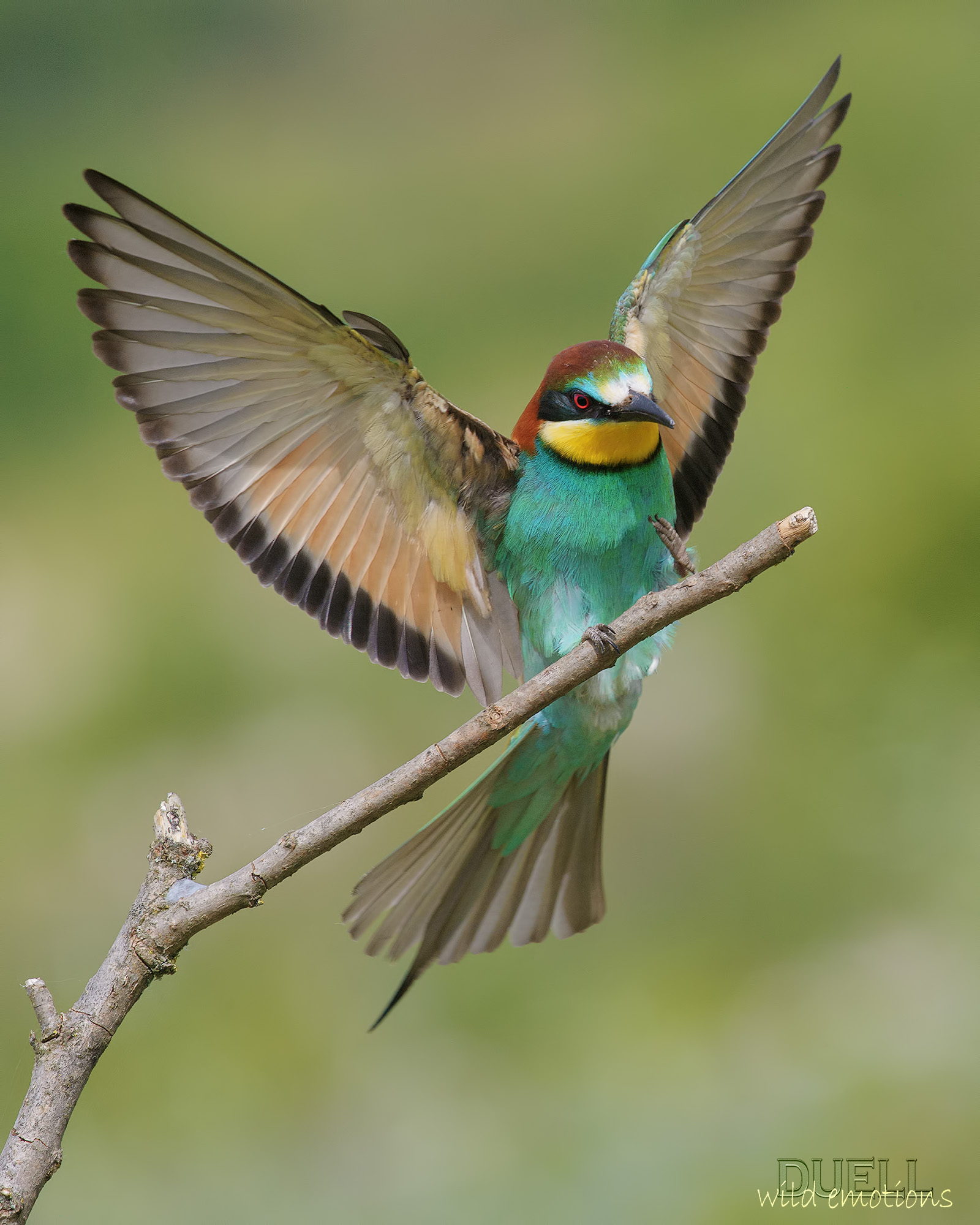 gruccione in atterraggio