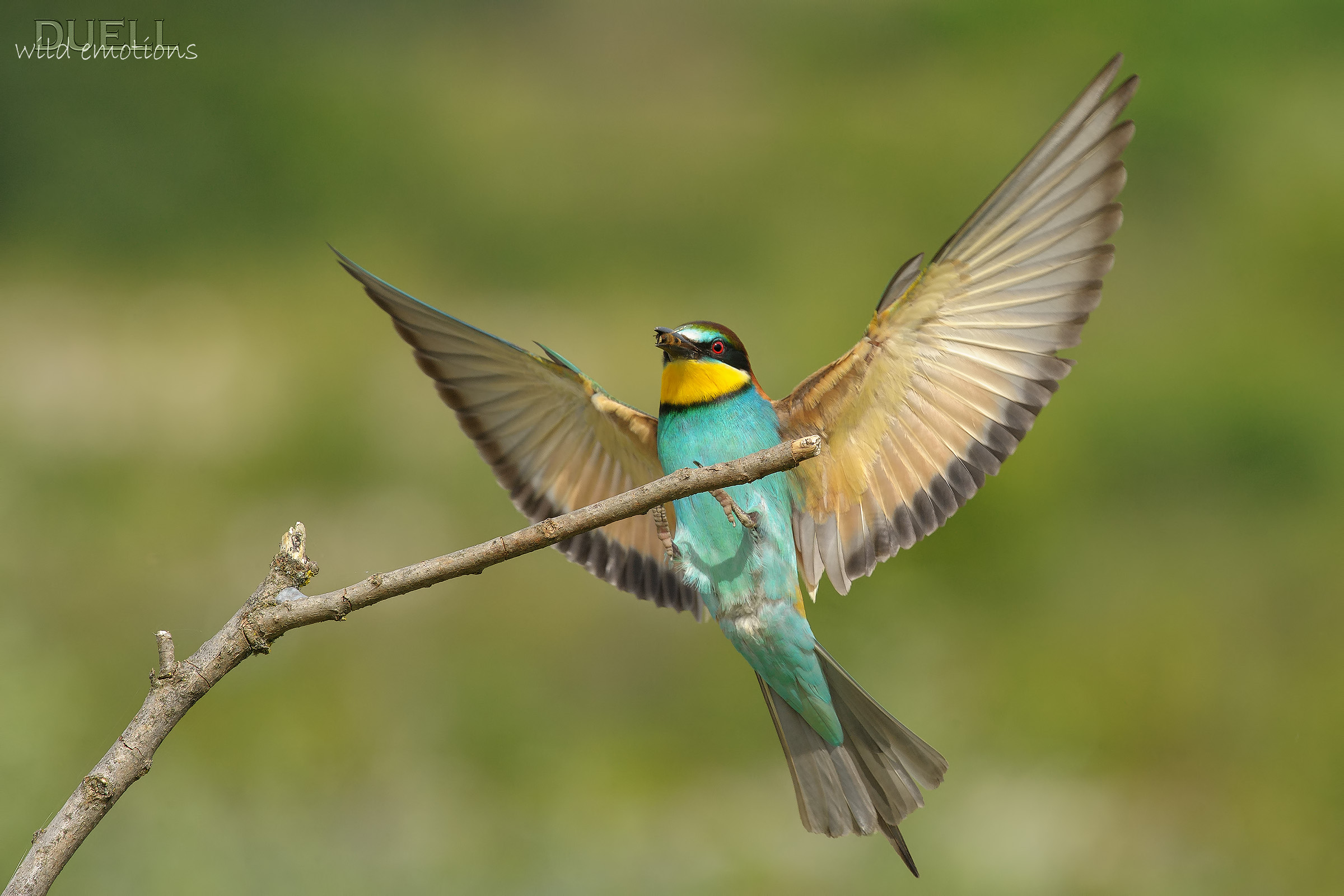 eater with open wings Bee