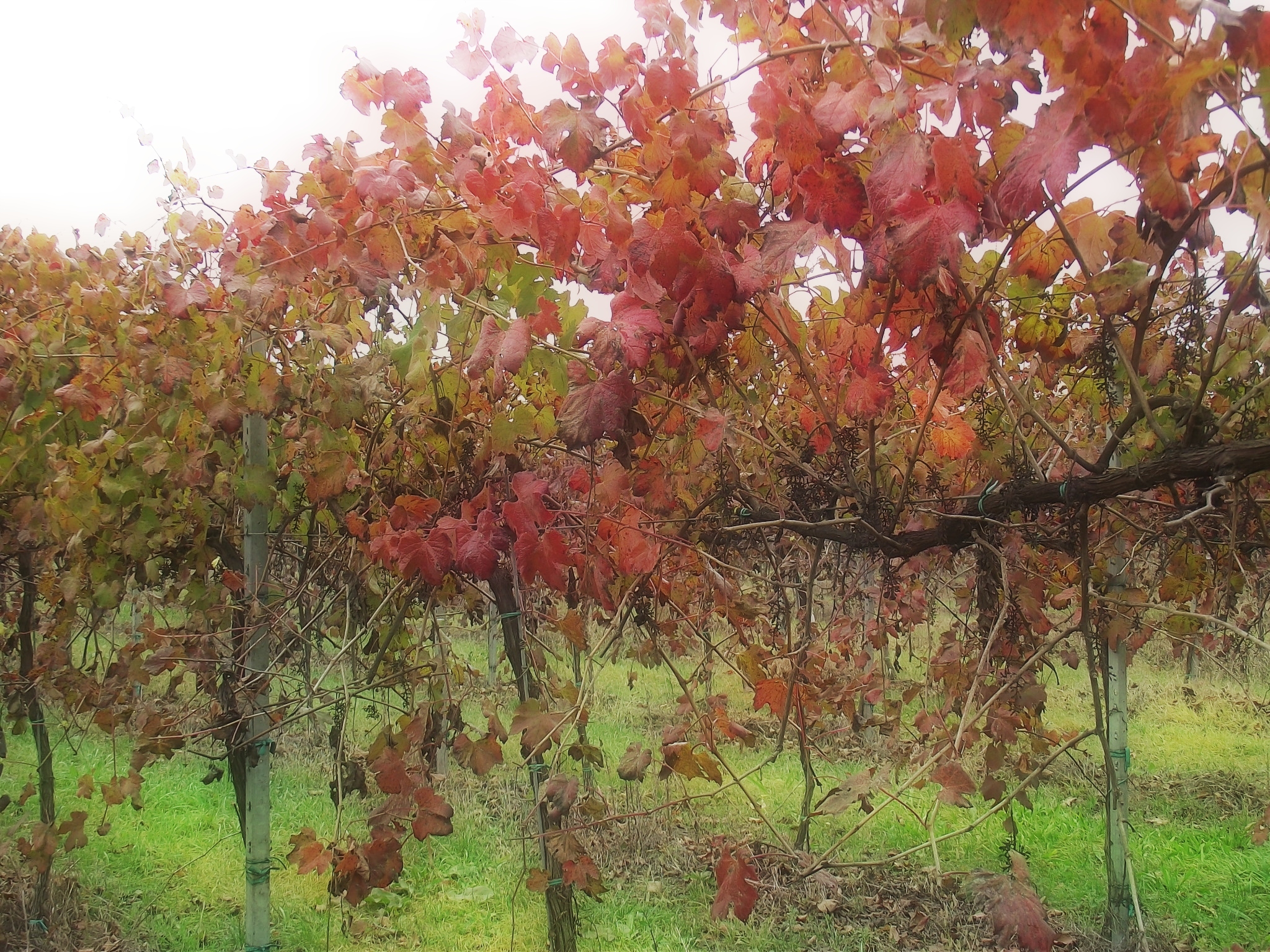 San Martino Secchia 20