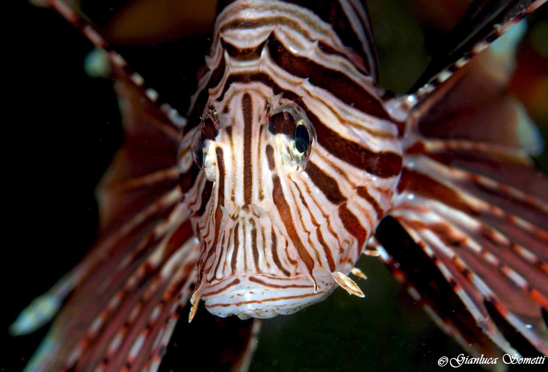 lionfish