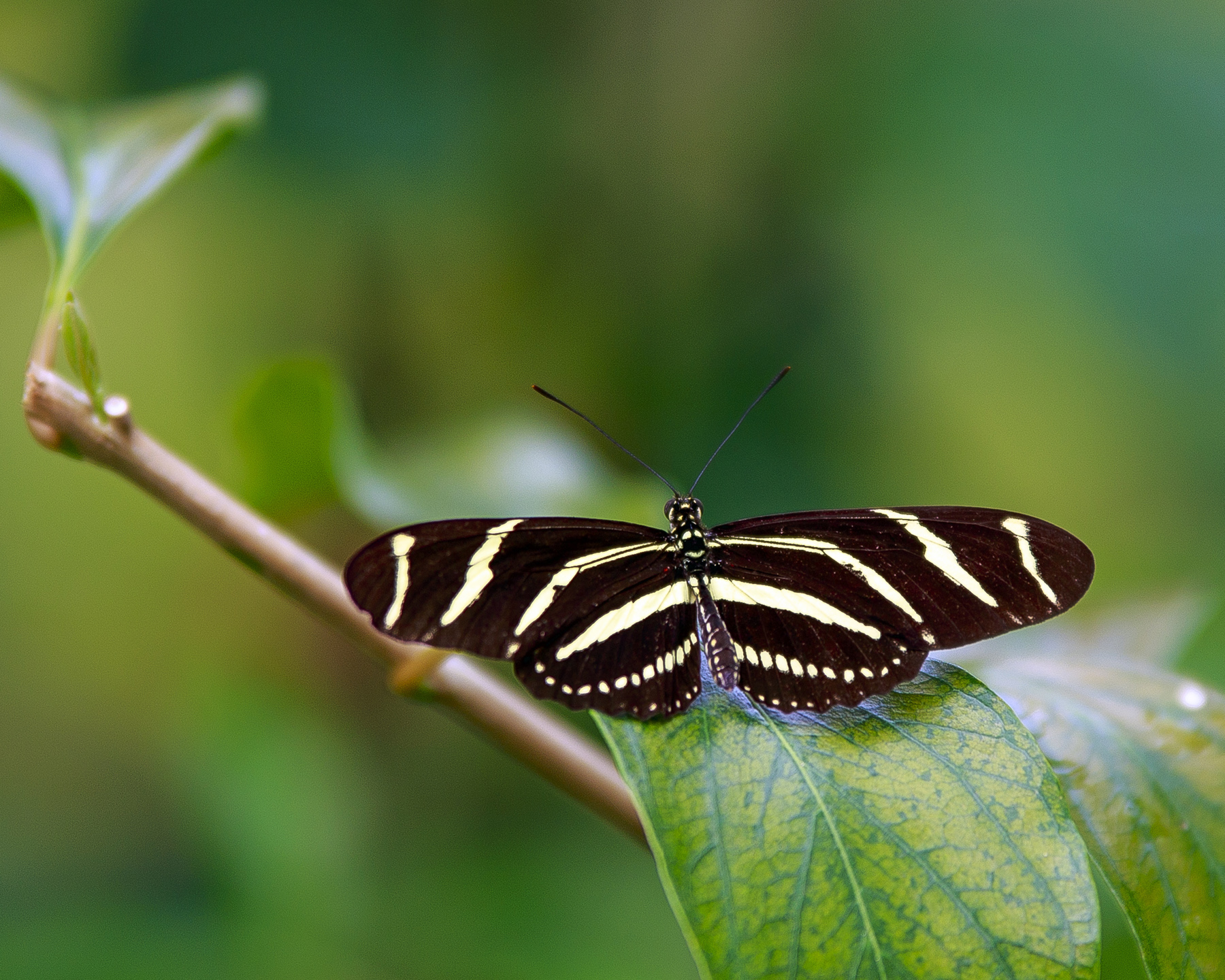 Zebra Butterfly