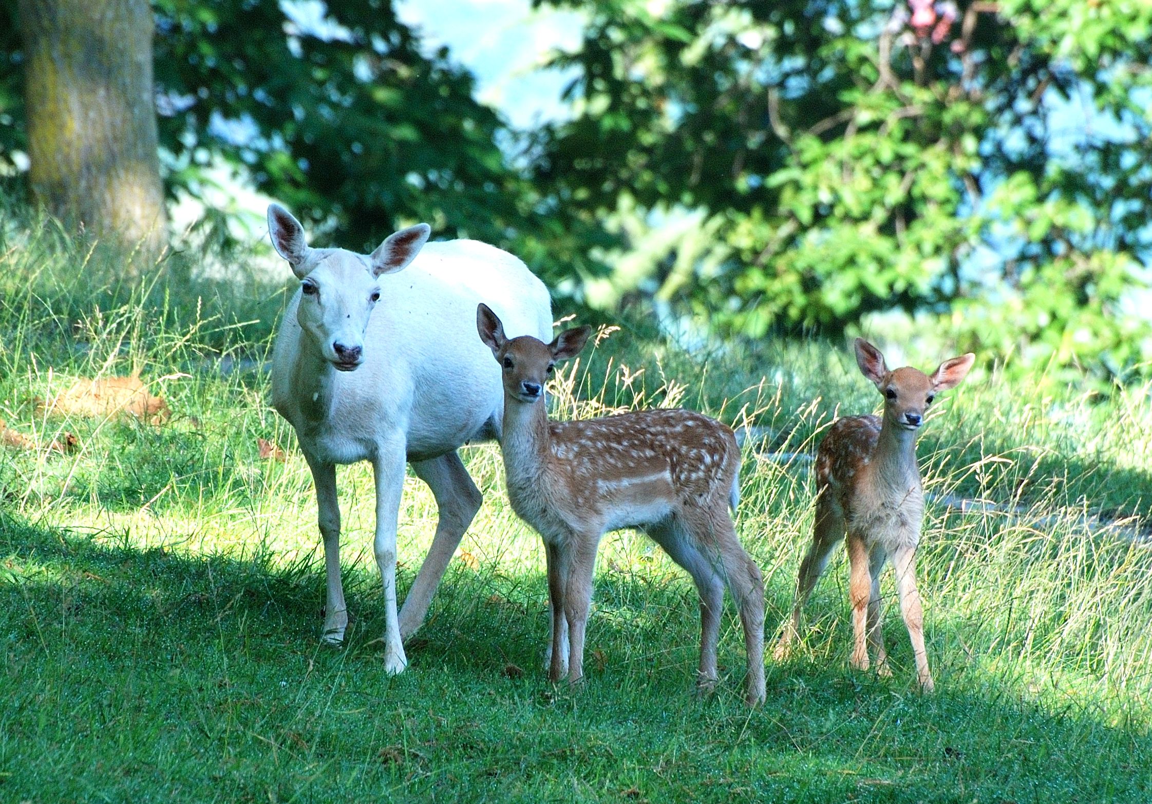 femmina albina con piccoli