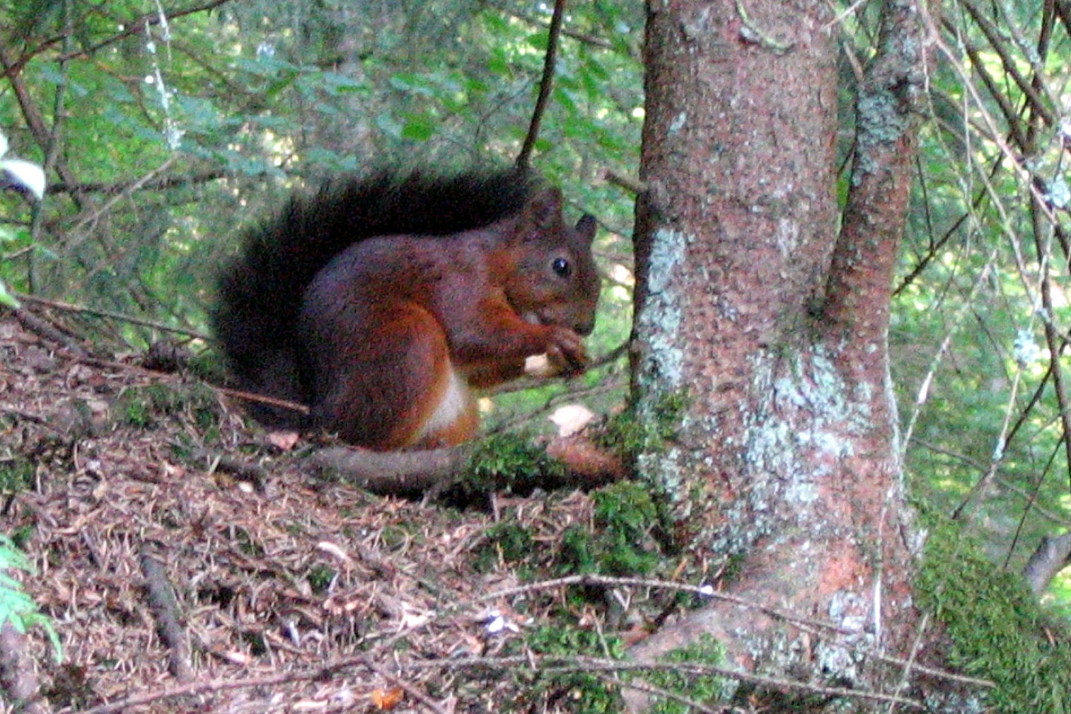 red squirrel