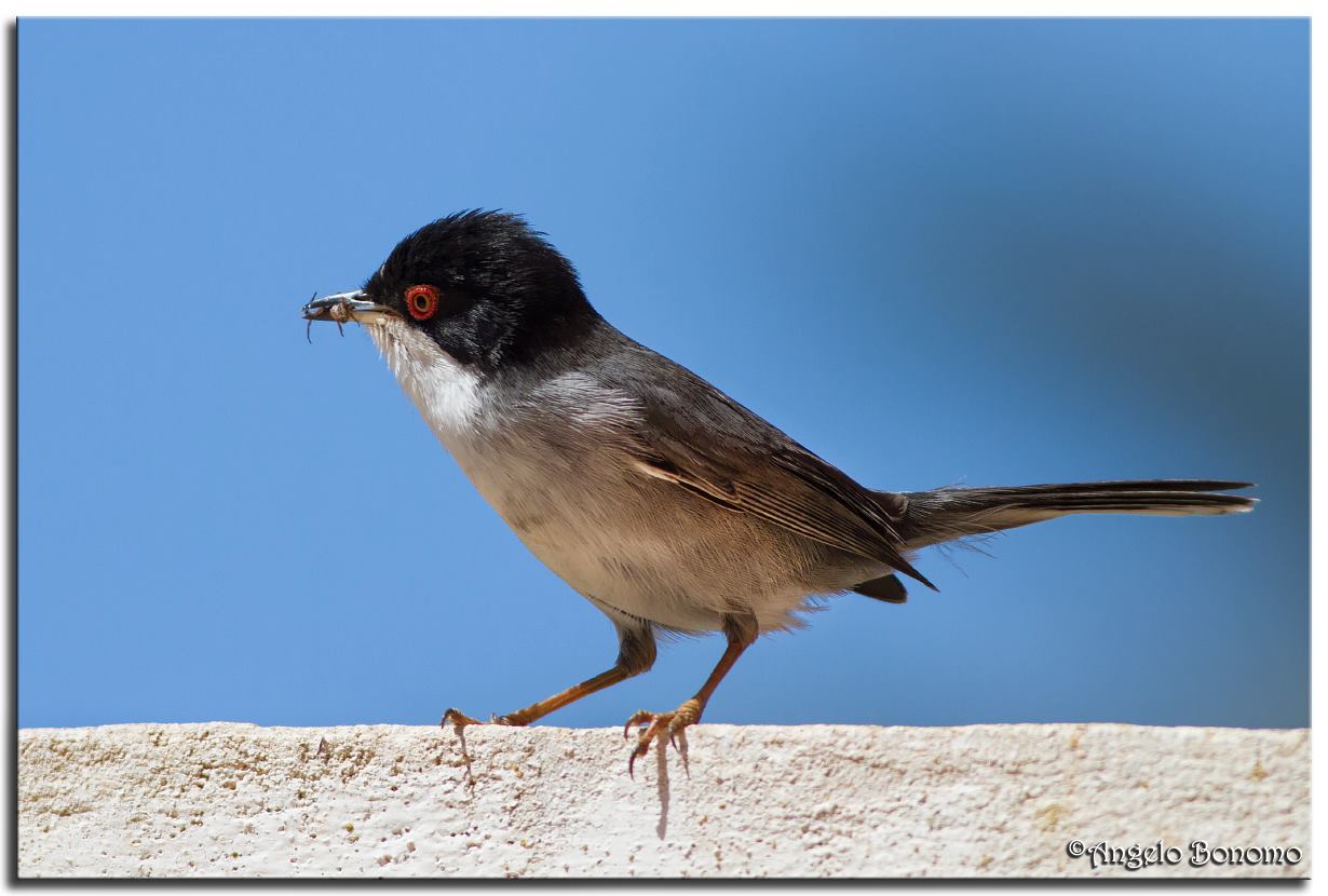 Warbler with insect