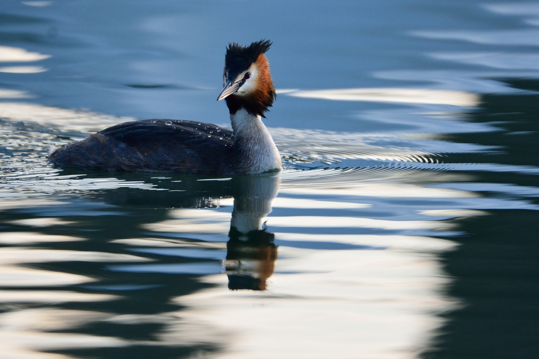 Svasso maggiore (Podiceps cristatus)