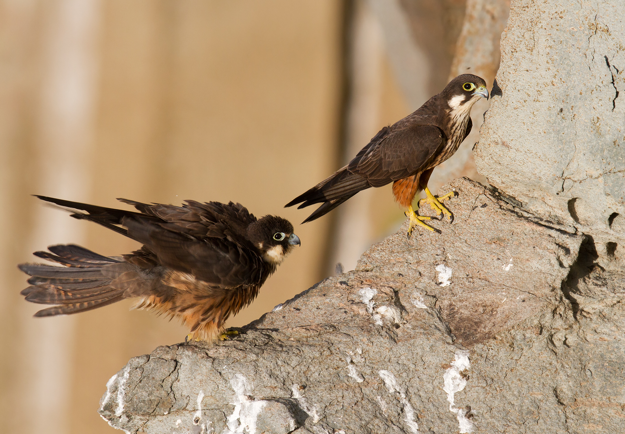 coppia falchi della regina