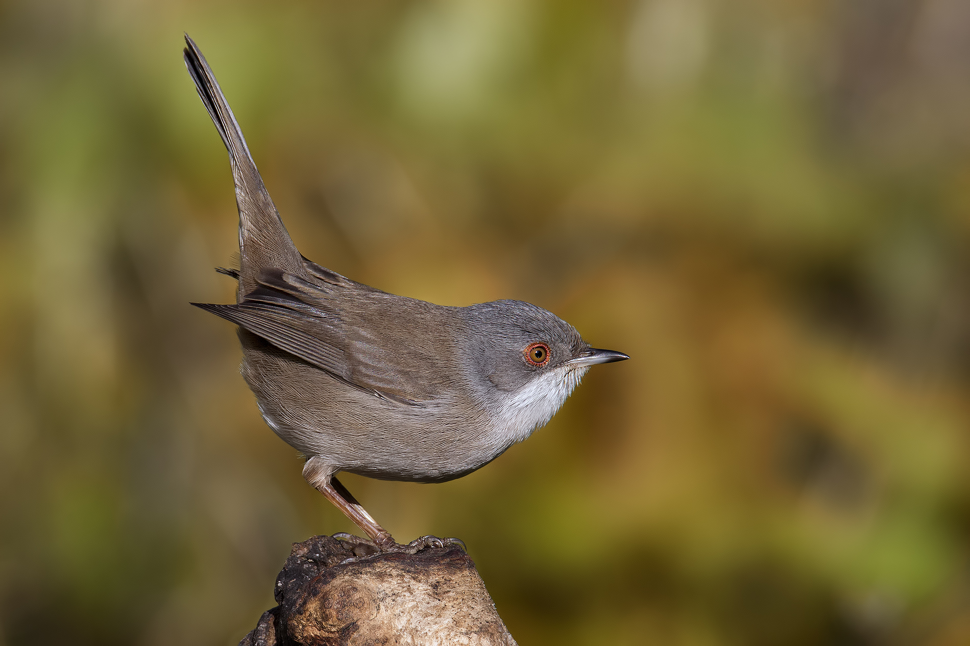 Il profilo di Isotta...