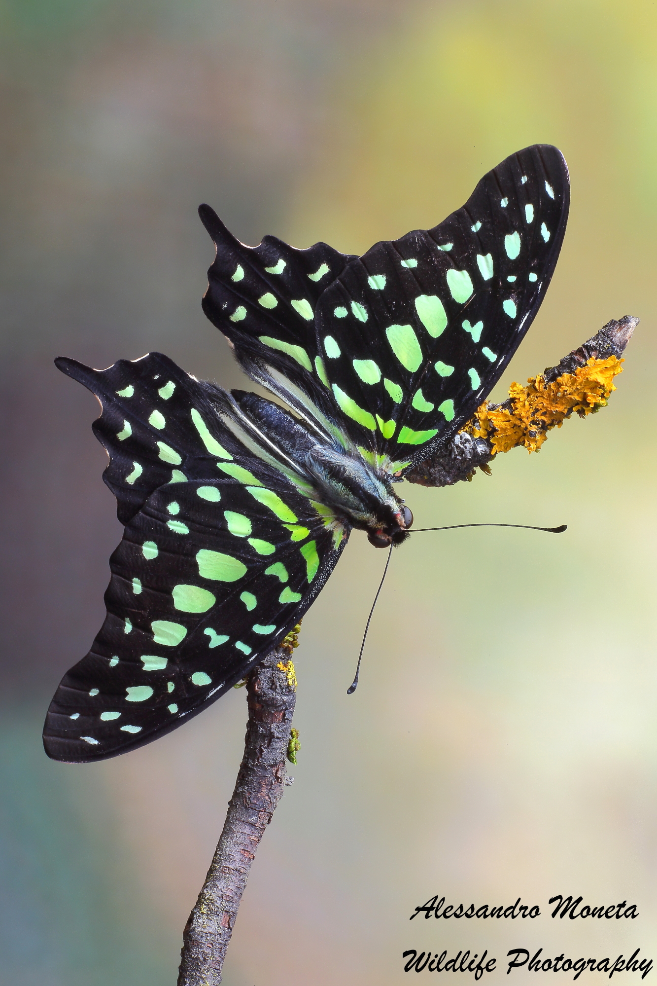Graphium Agamemnon