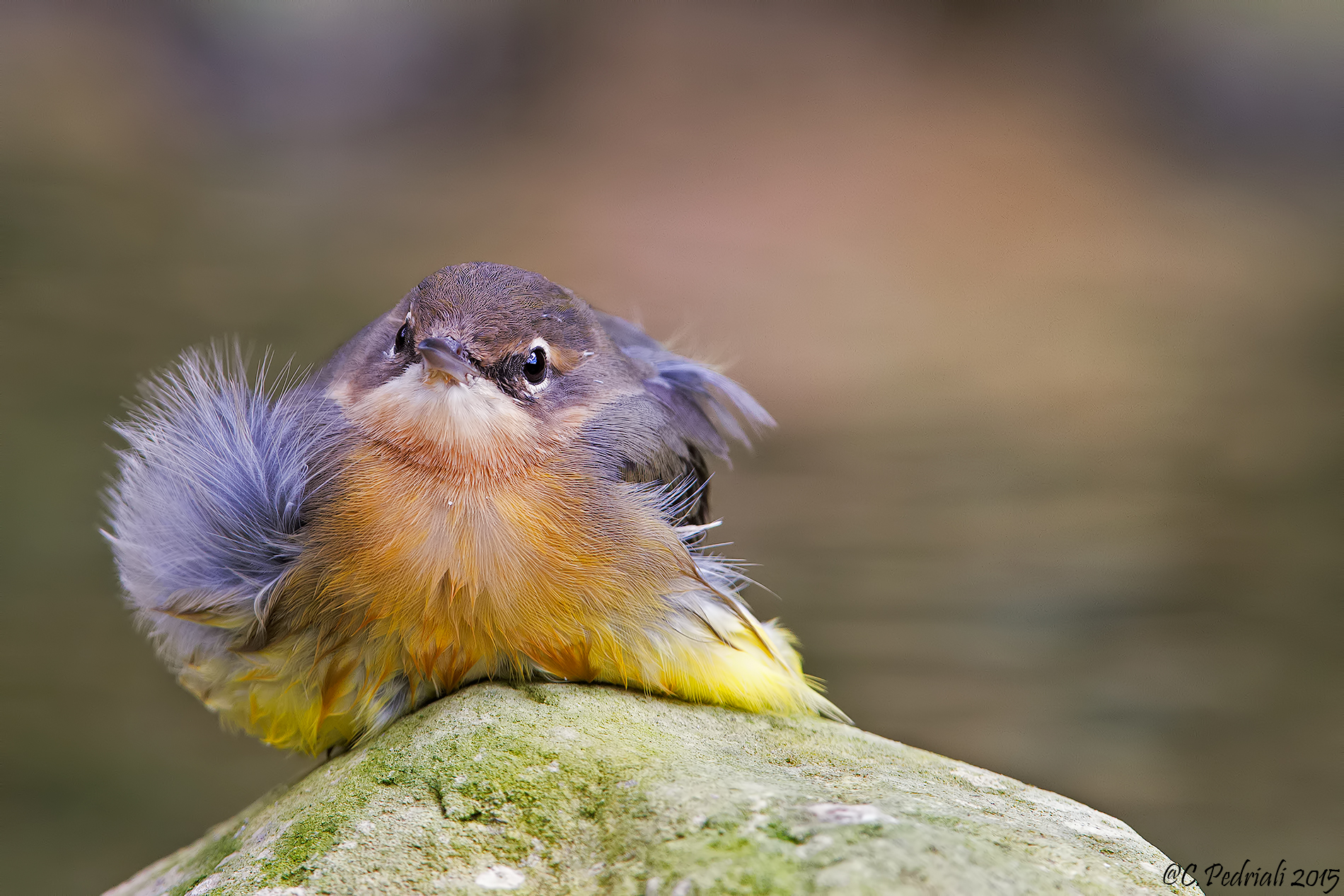 Wagtail ... drying ...