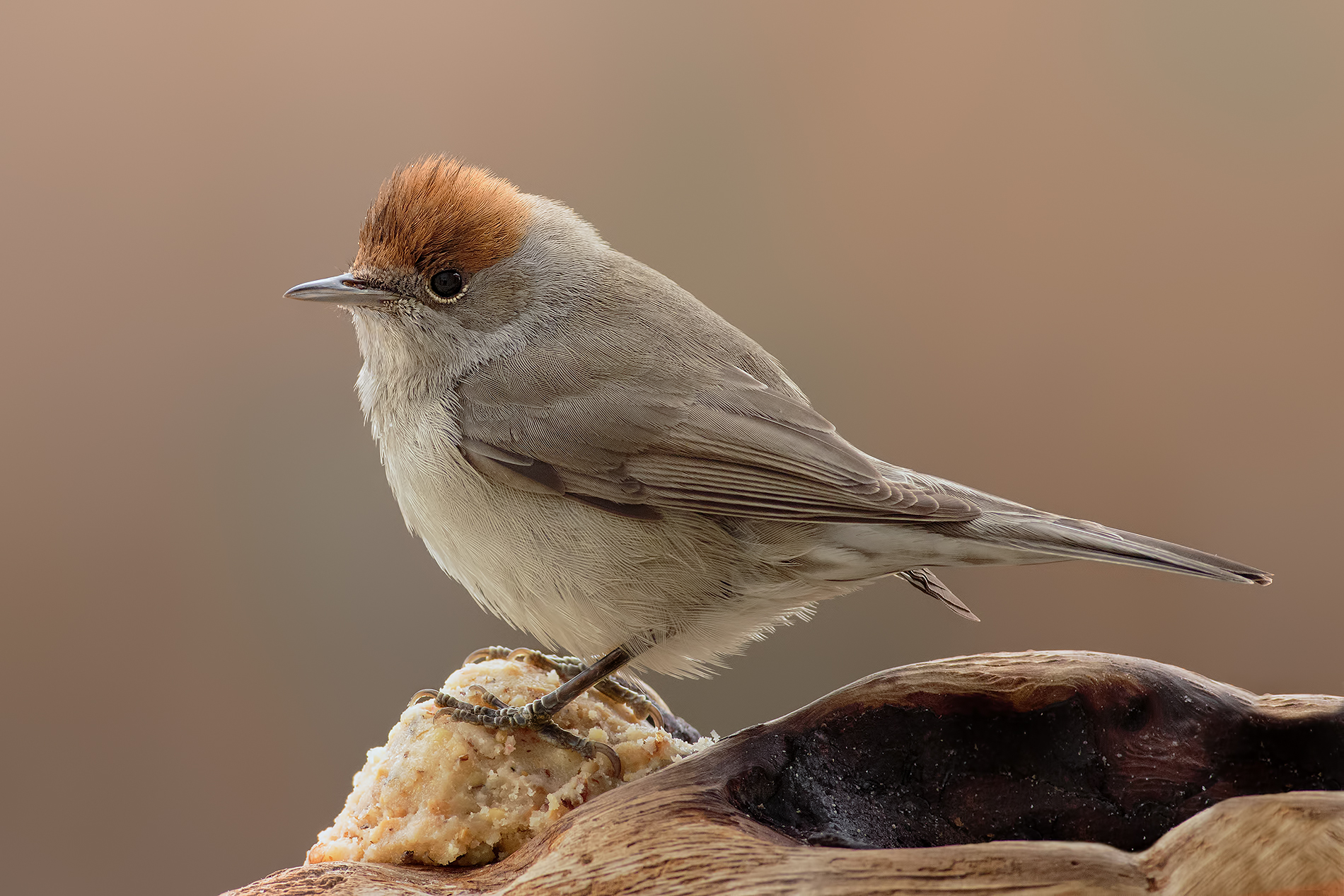 The jelly is my .. !!!