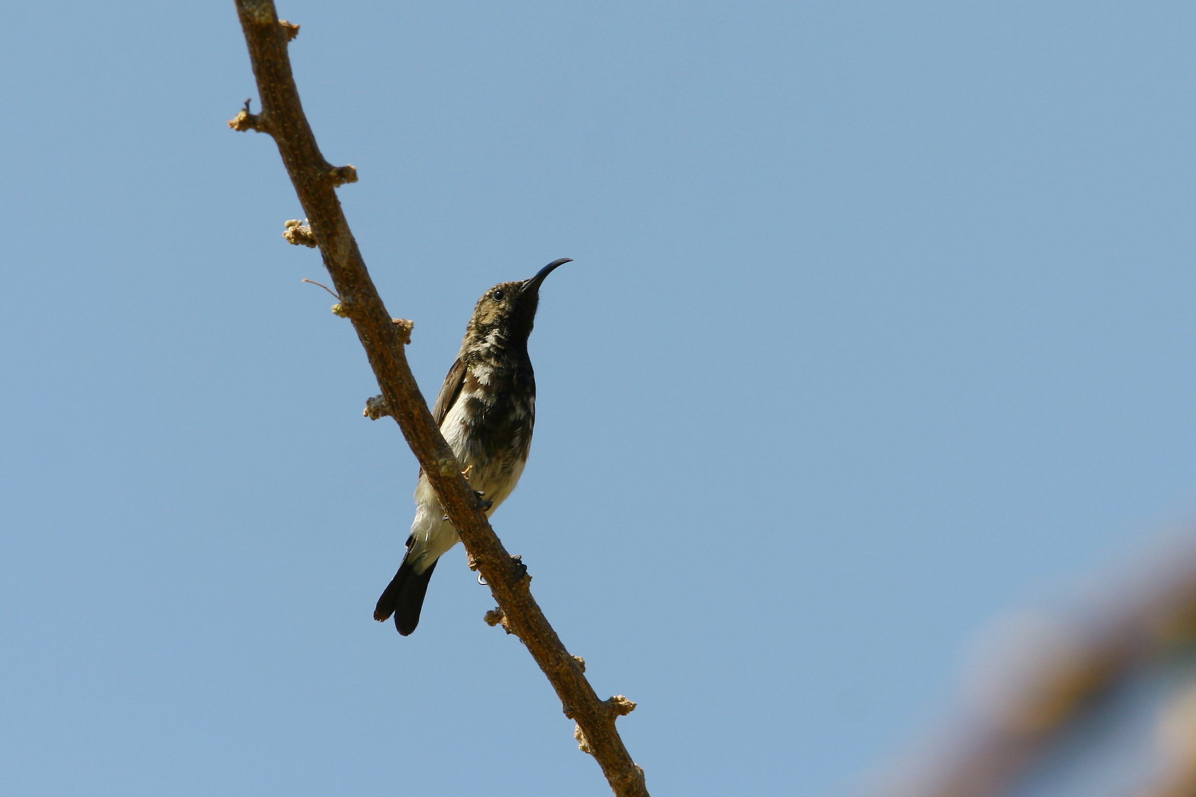 Sunbird golaverde (Chalcomitra amethystina)