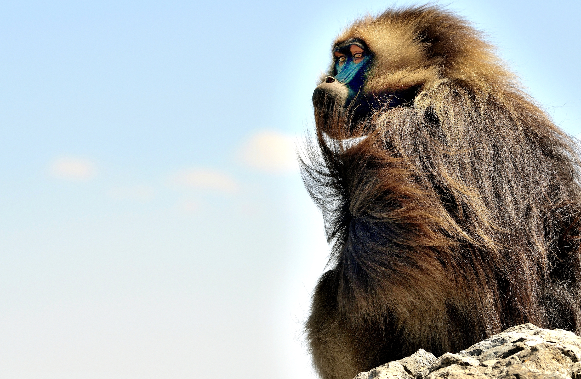 Etiopia 2015 - Gelada Baboons