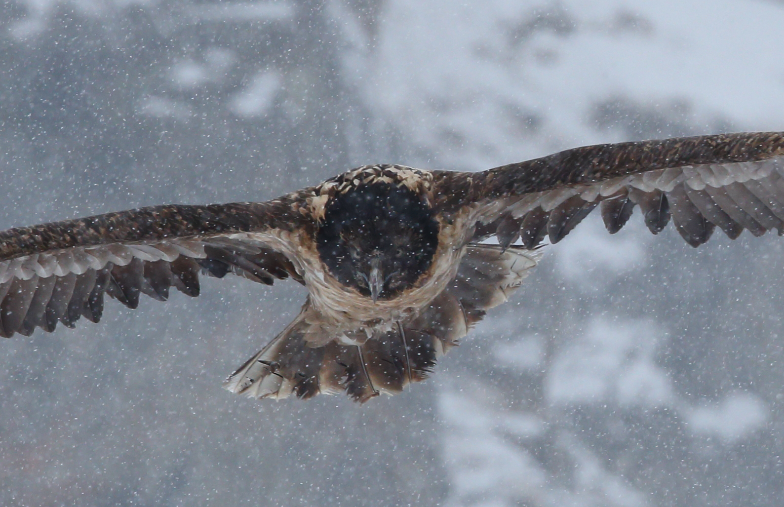 Crop del gipeto in volo sotto la neve