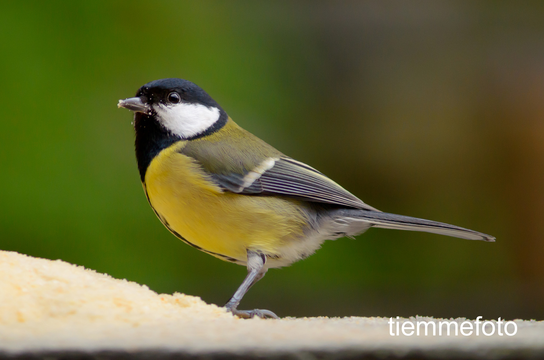 Lunch of the great tit