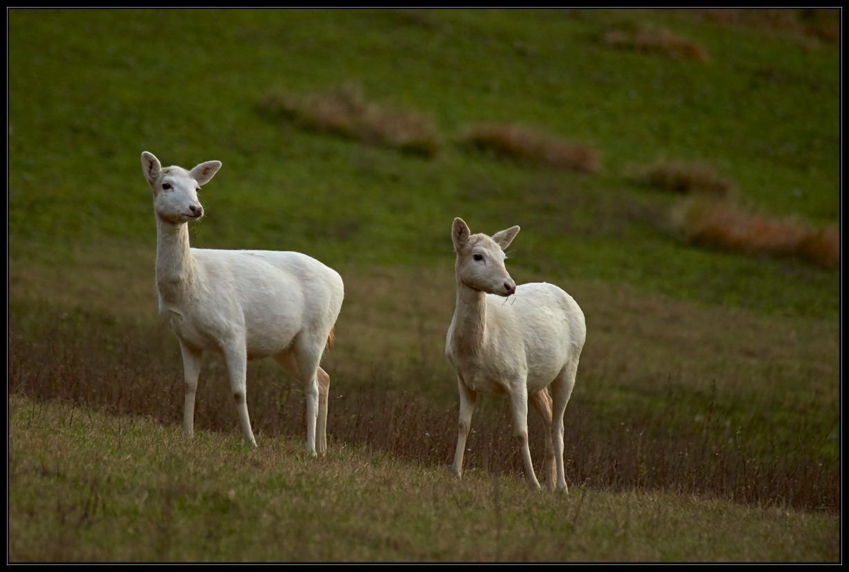 White deer