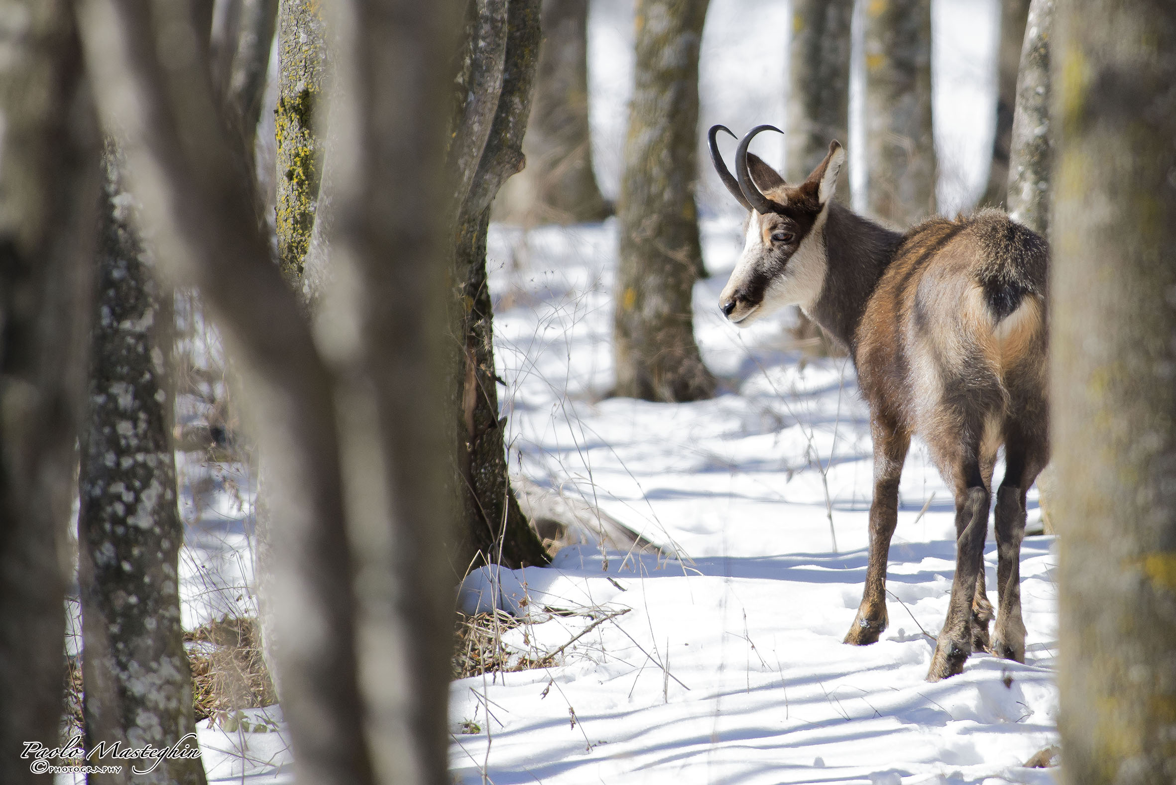 Passeggiando nel bosco.....